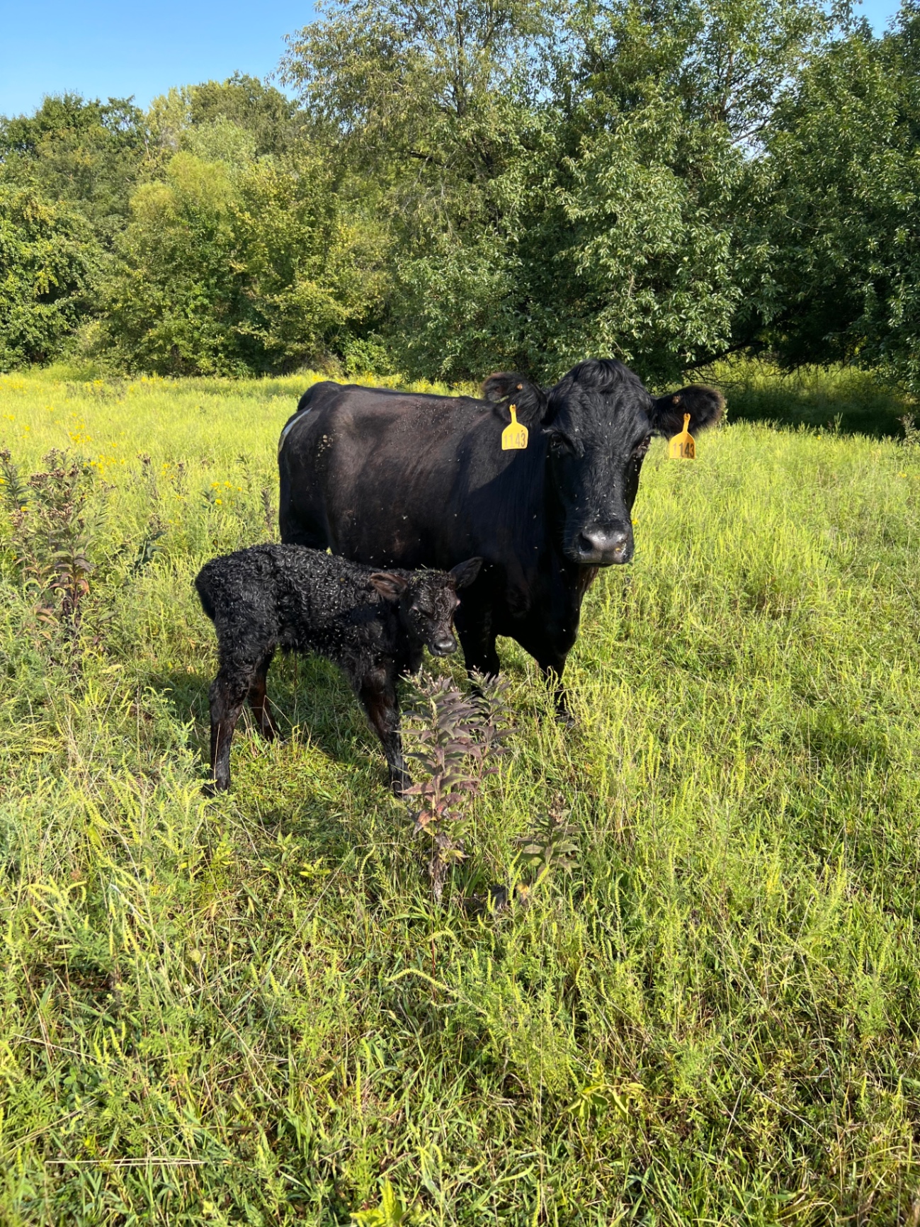 Mama cow with her newborn calf