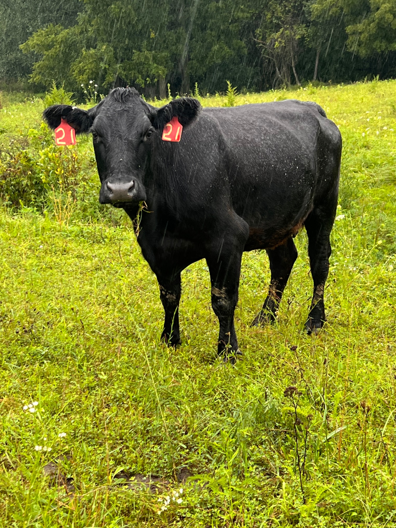 Black cow standing in the pasture in the rain