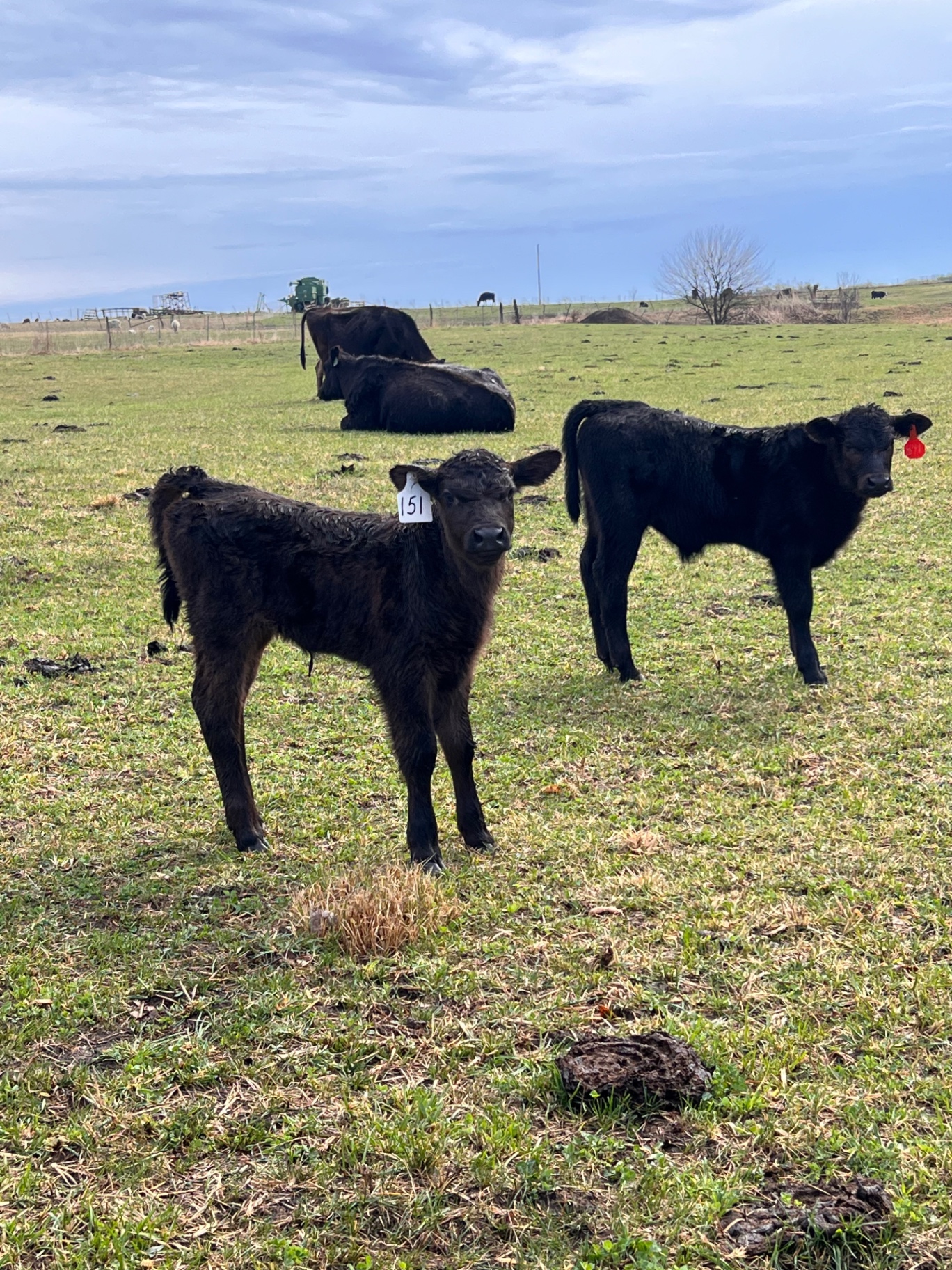 Two curious calves in the pasture