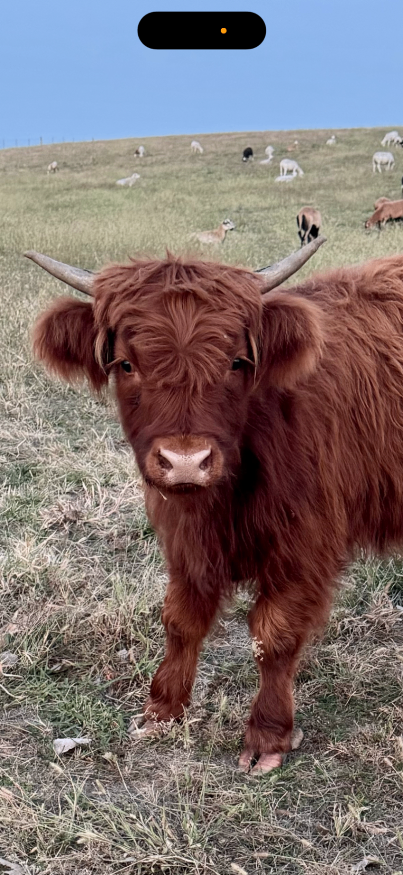 Fluffy and photogenic