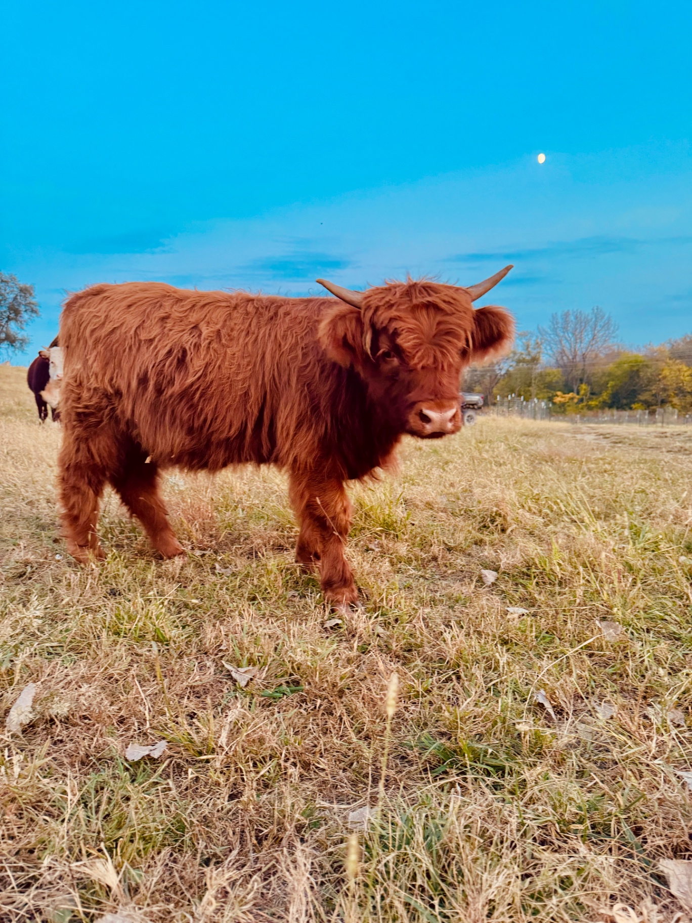 Our Highland under an evening moon