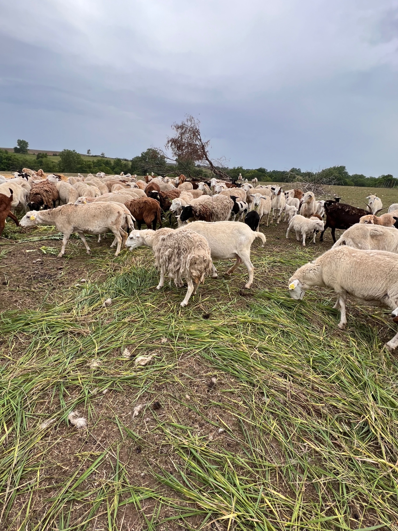 The flock grazing after a summer storm