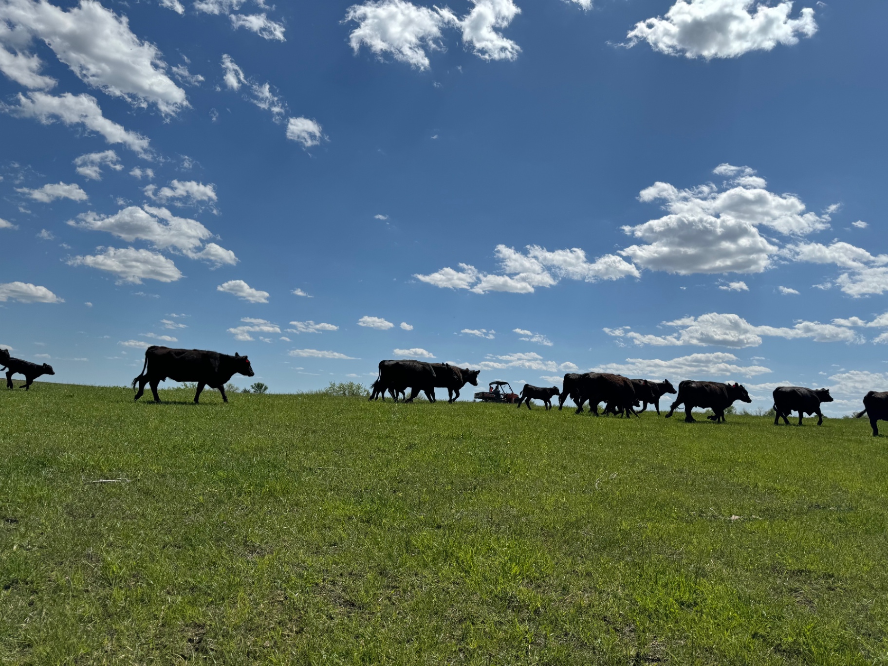 Cattle walking the ridge under a big sky