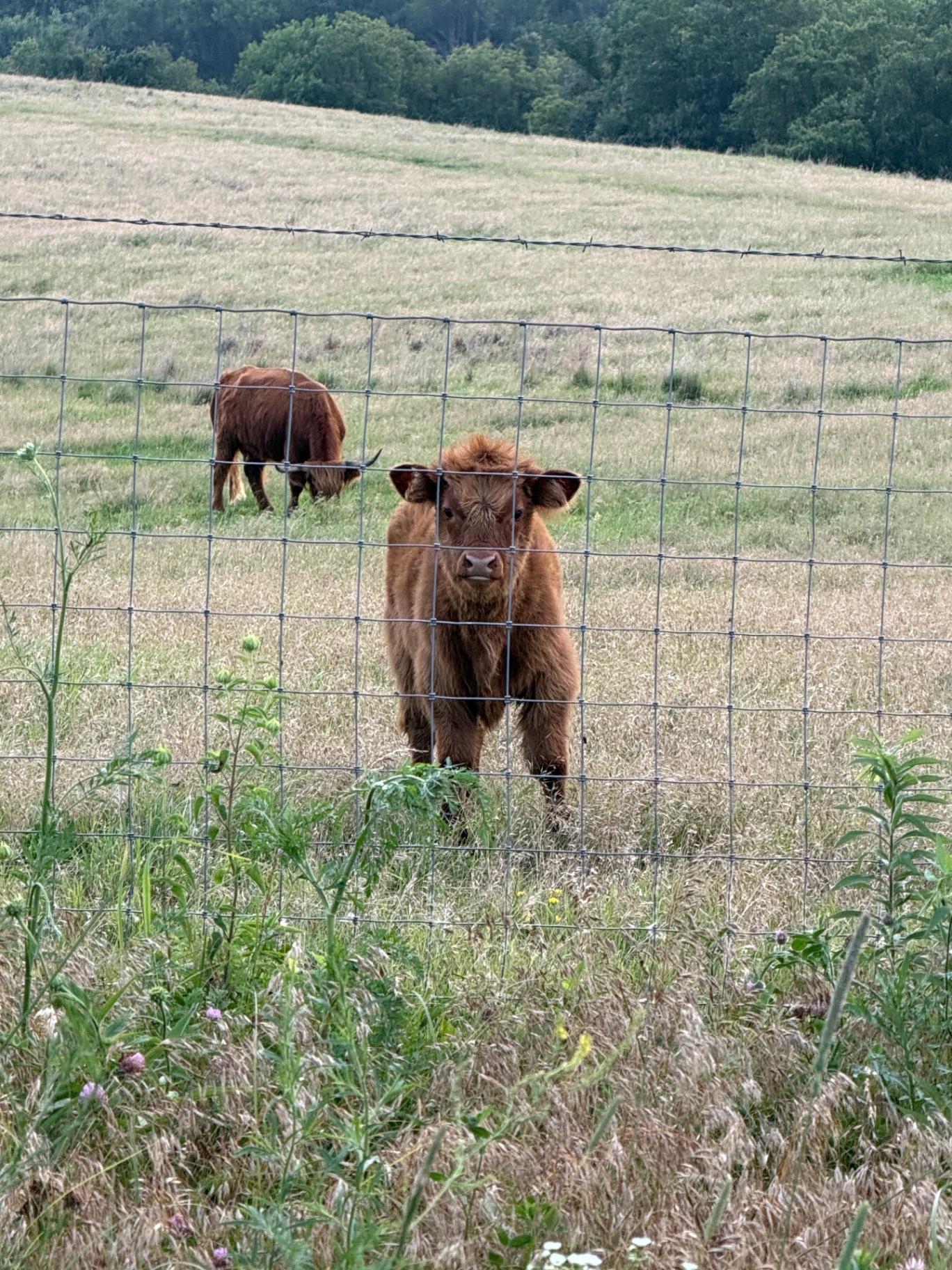 Curious little one