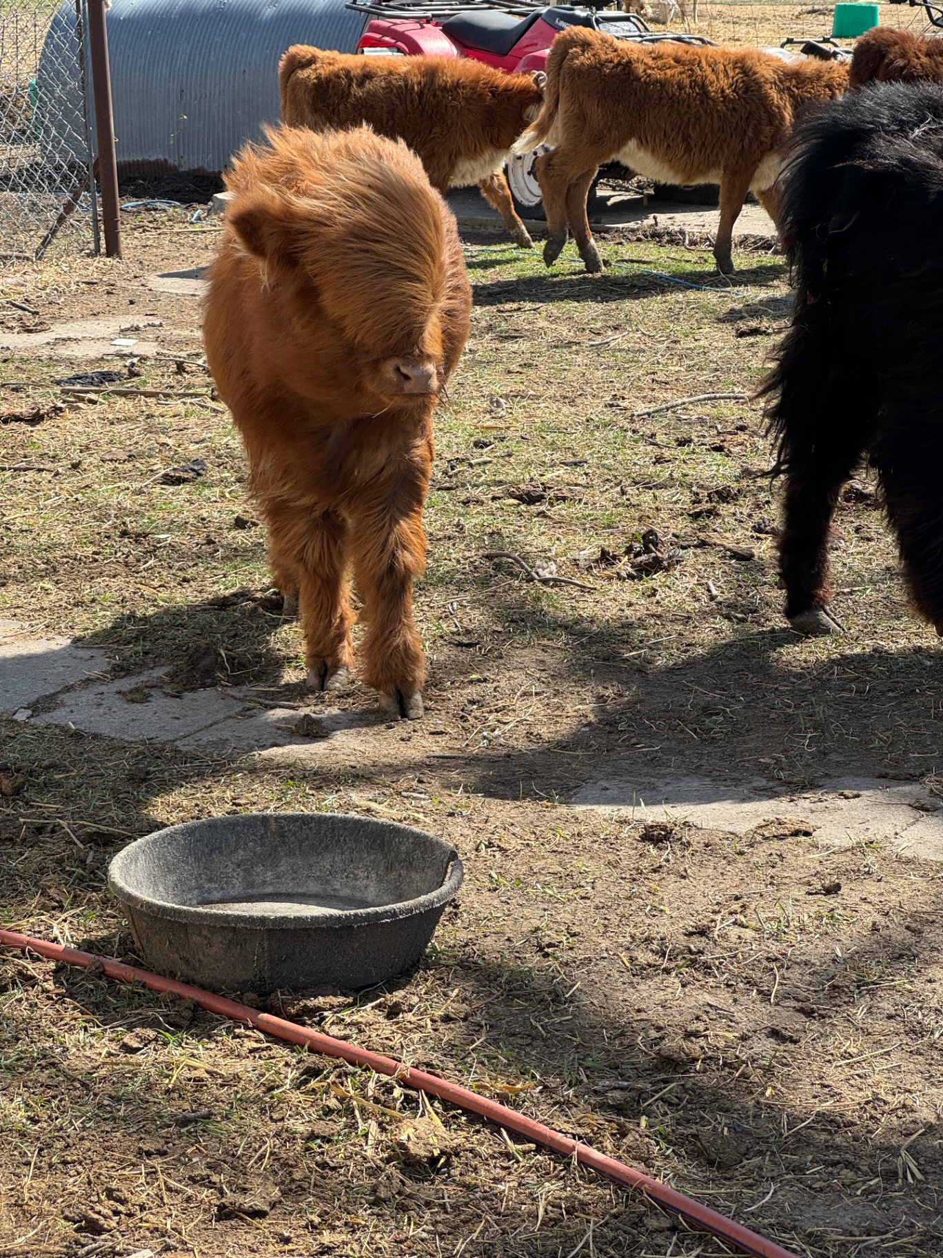 A fluffy little one at the feed pan