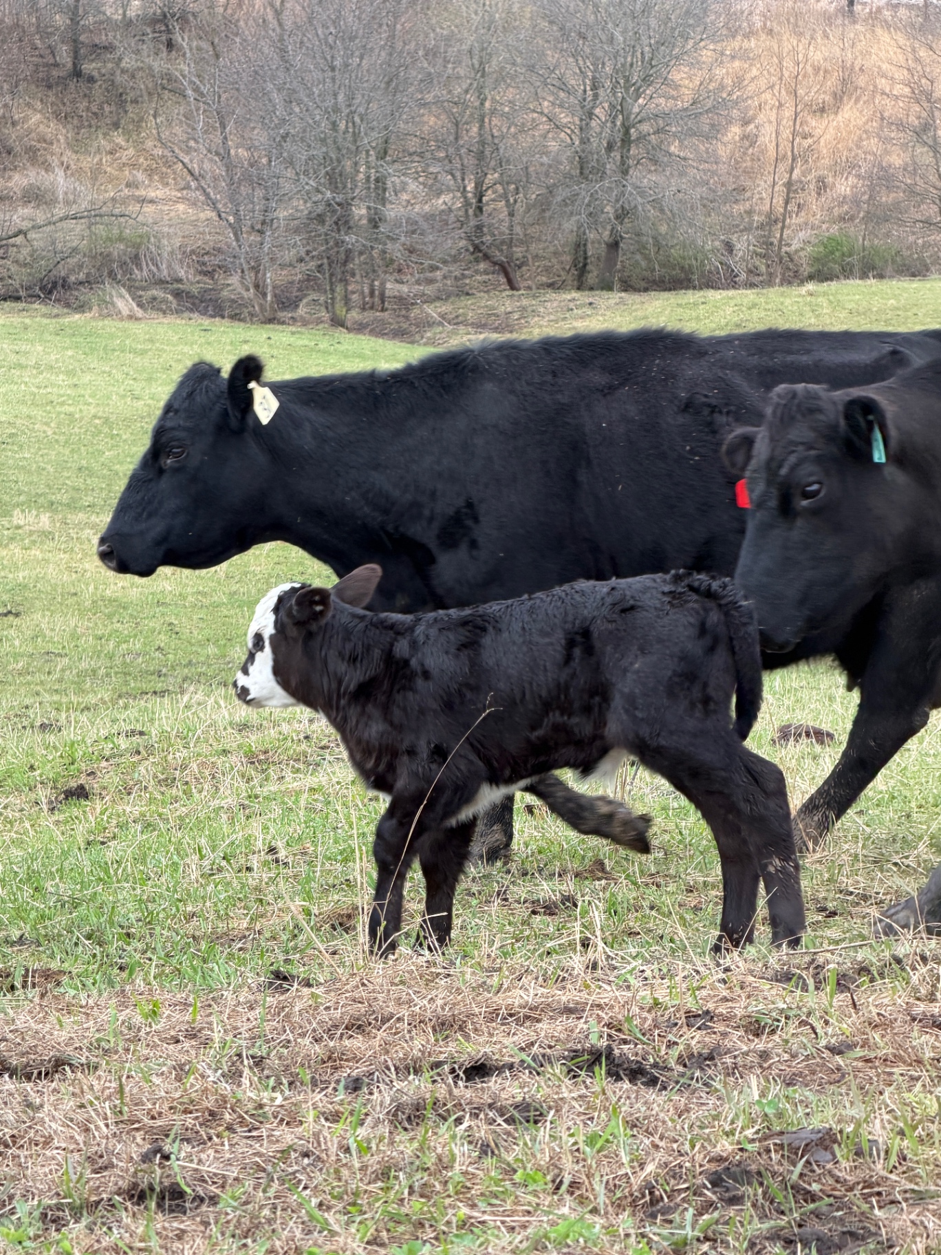 Following mom through the field
