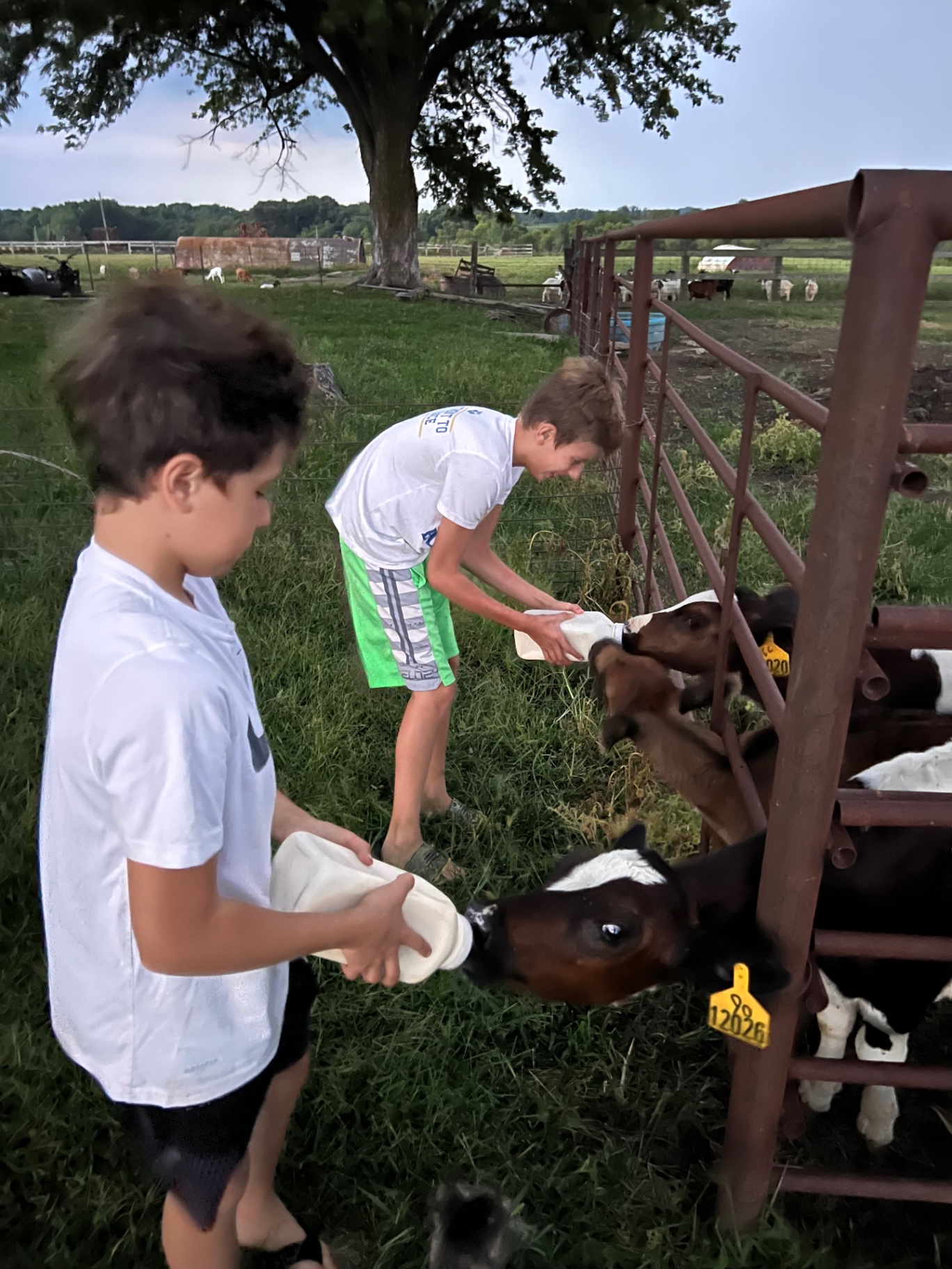 The boys bottle-feeding calves