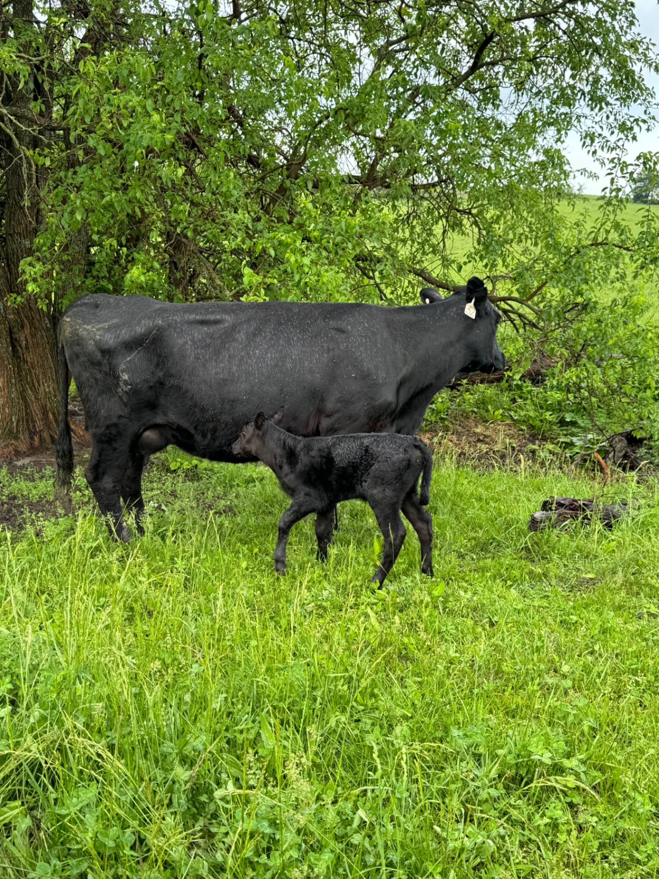 Black cow with a newborn calf under a tree
