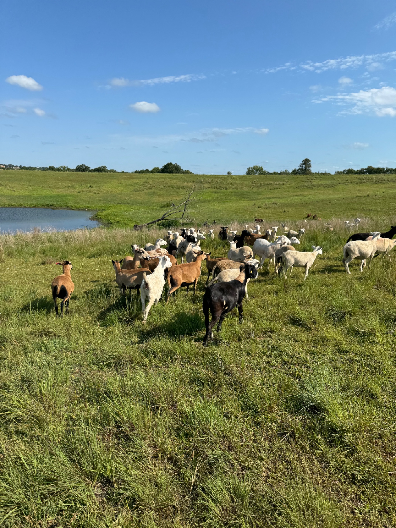 The herd heading out past the pond