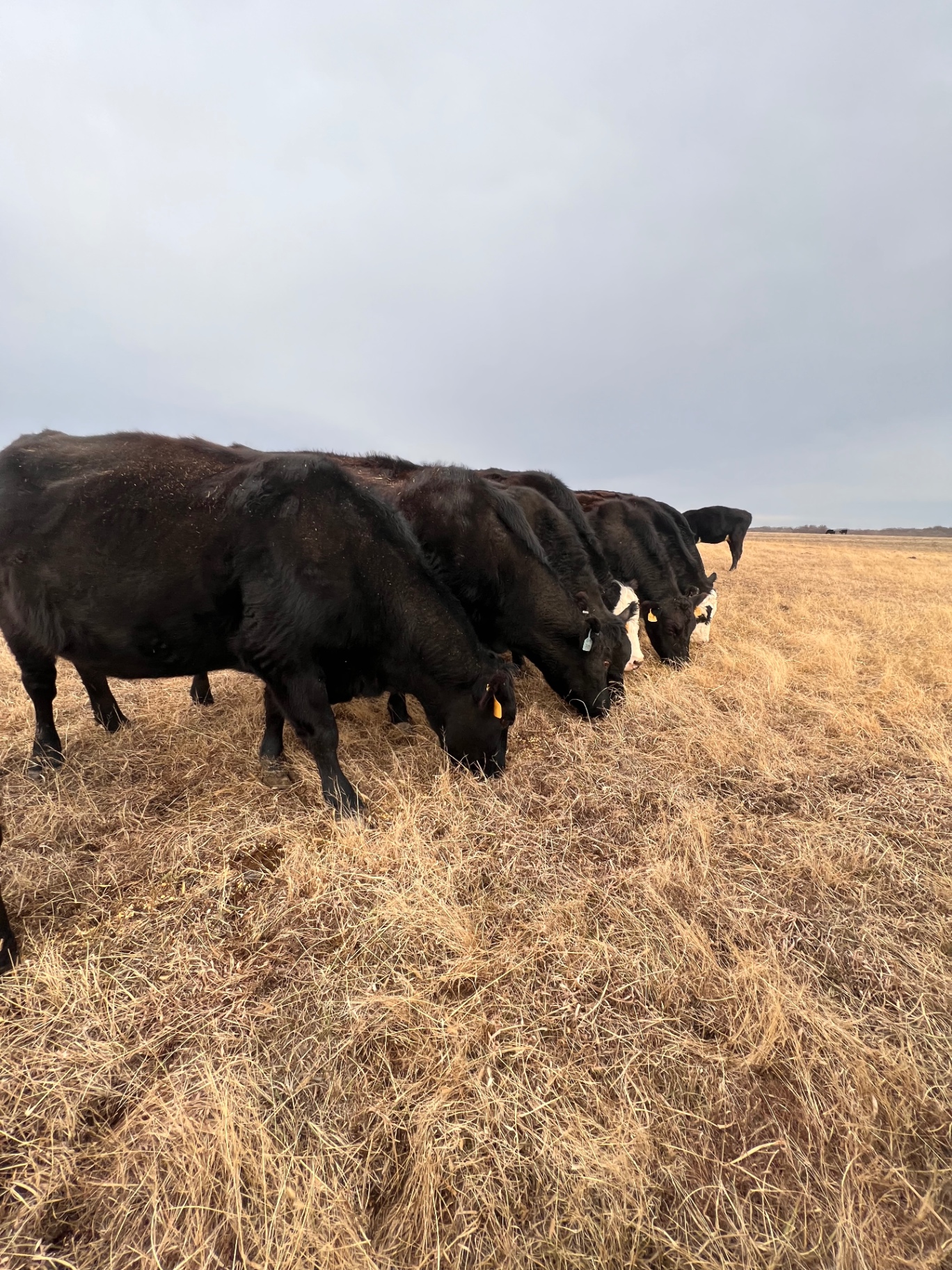 Cows lined up grazing on winter hay