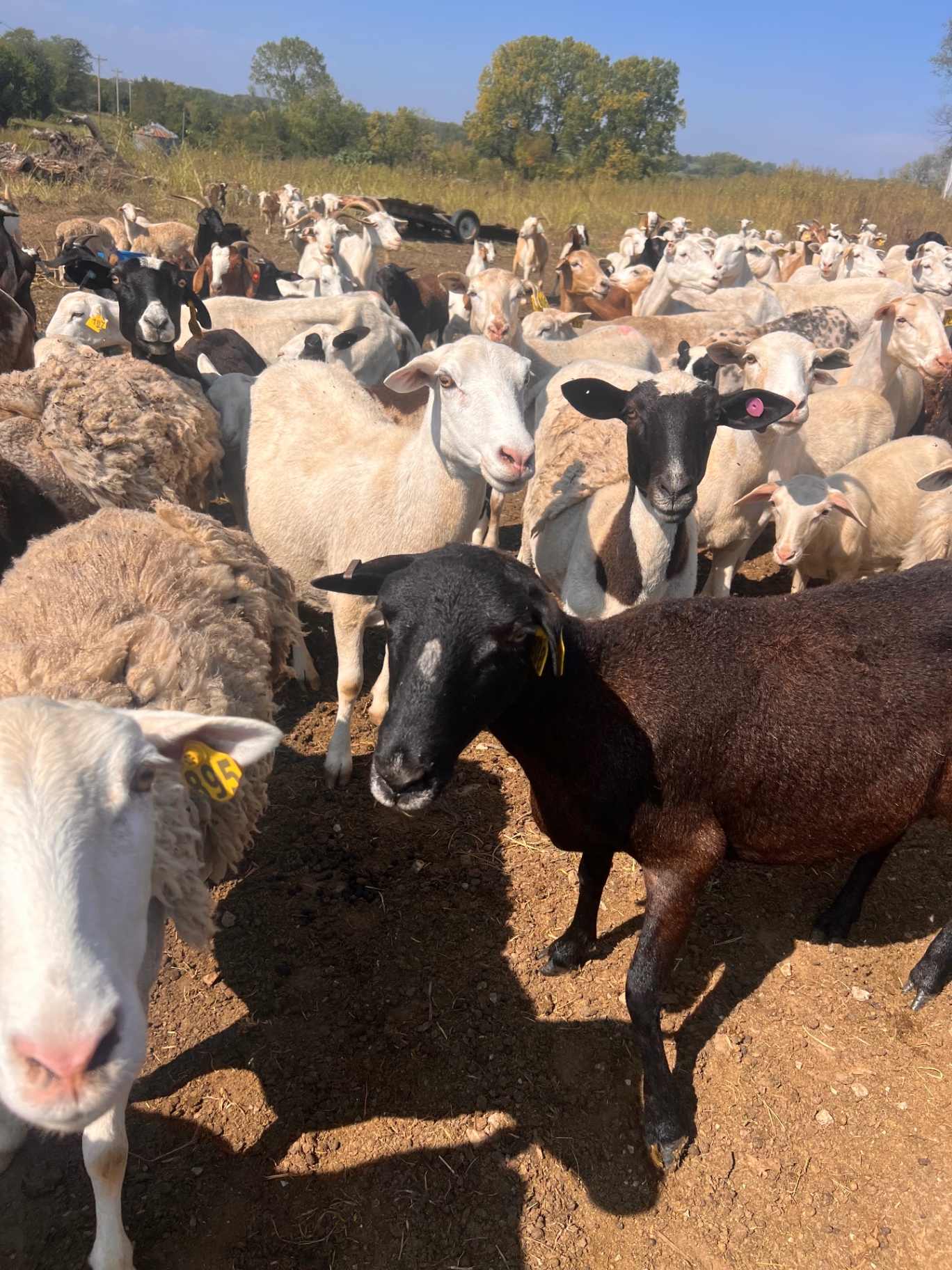 The full flock of sheep and goats