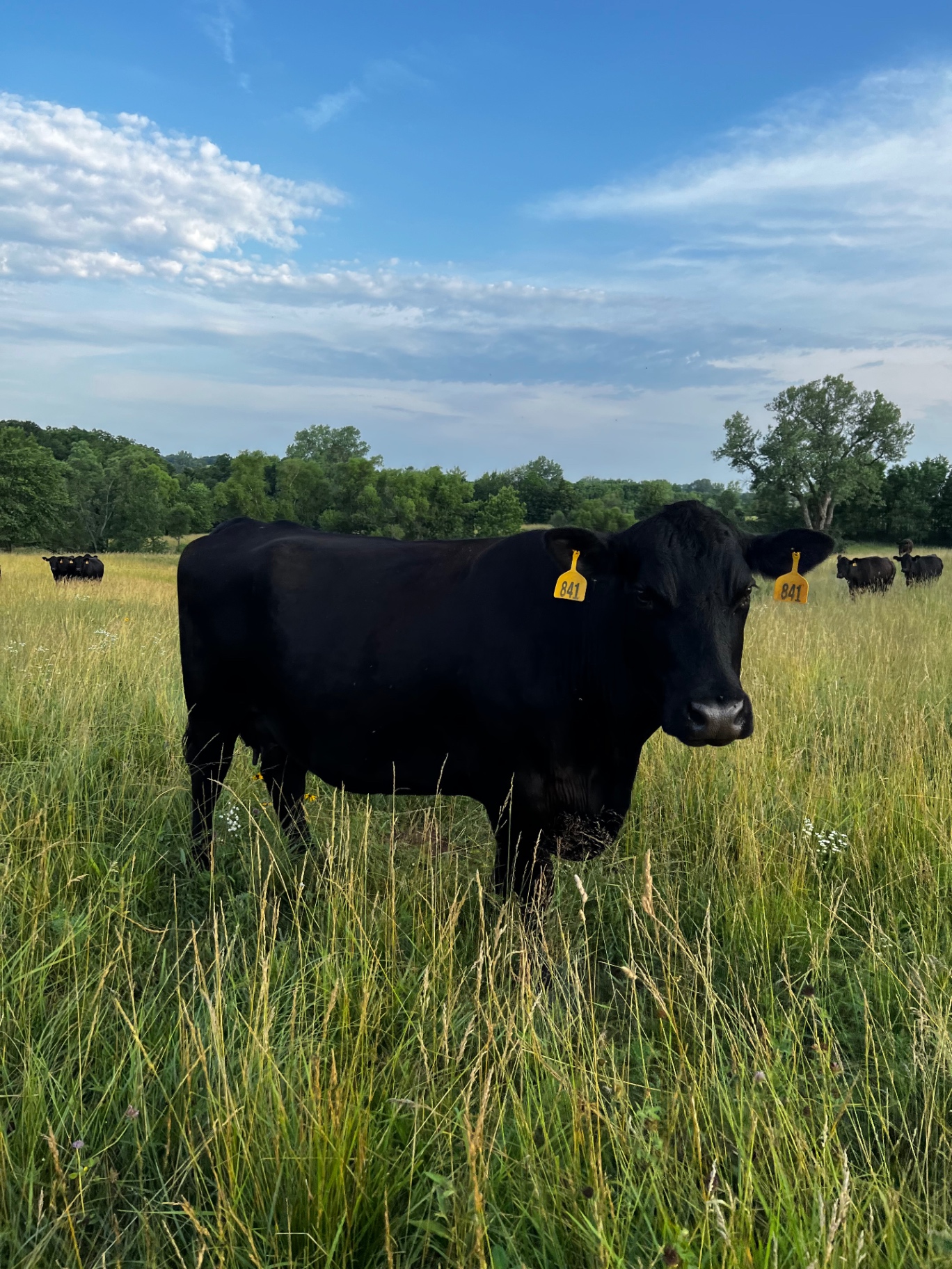 Black cow in a tall grass pasture under a blue sky