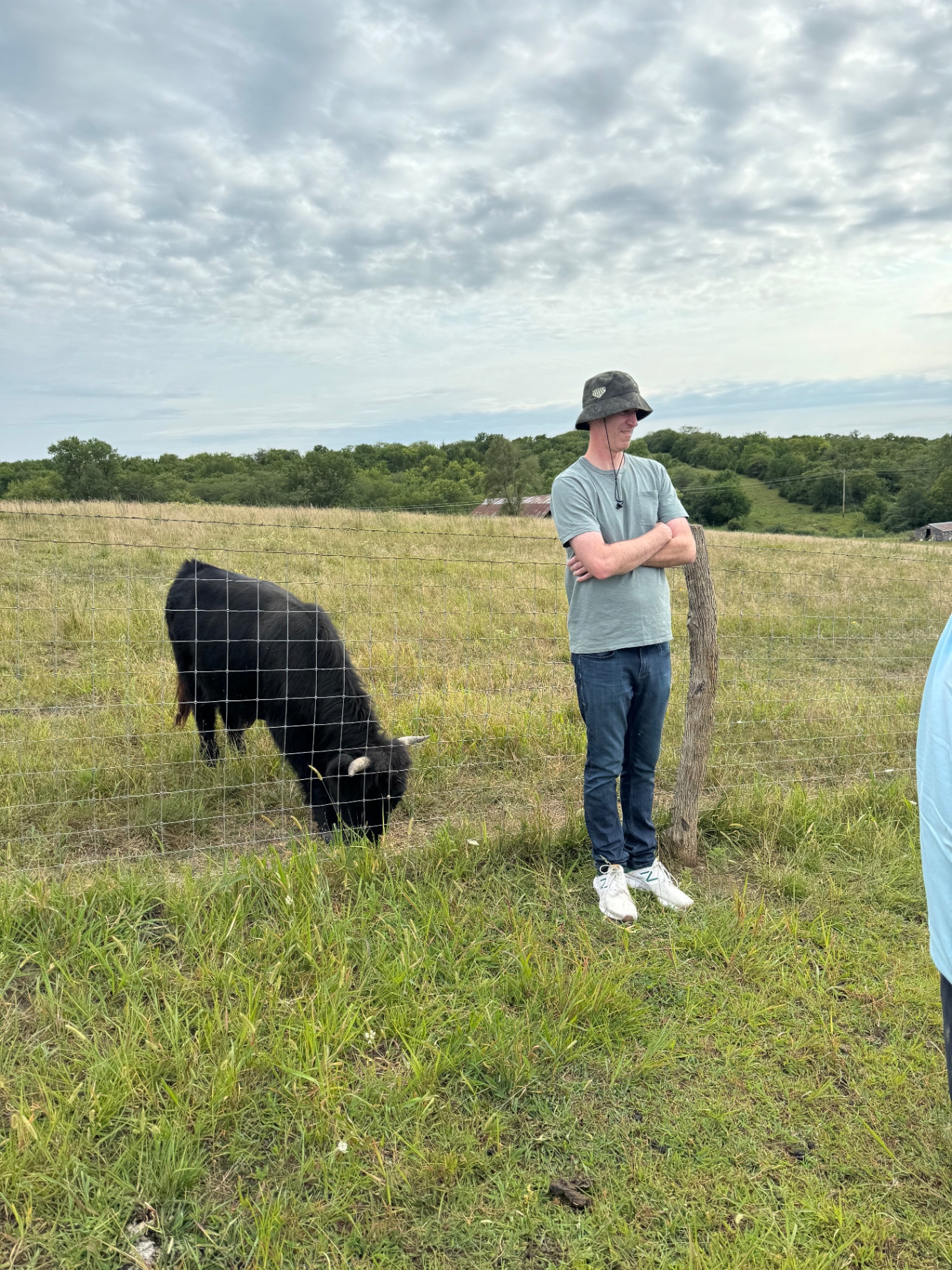 Meeting the herd at the fence