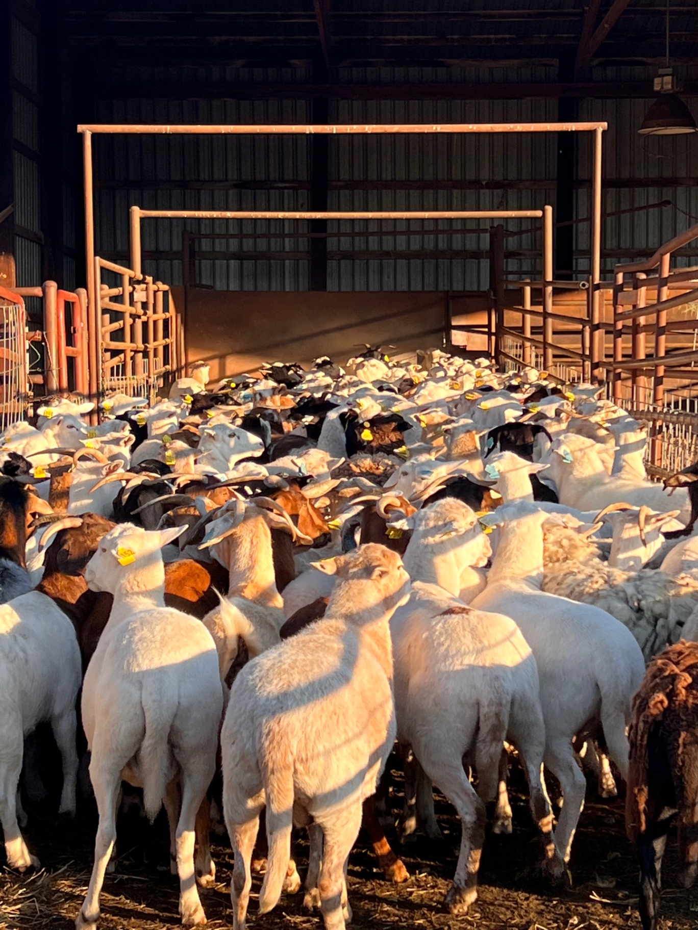 The whole flock coming through the barn
