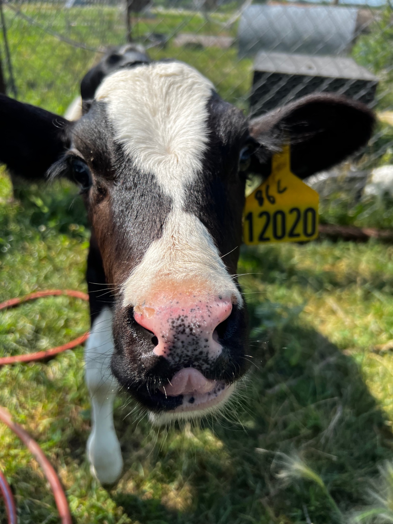 Close-up of a calf with a white blaze and pink nose