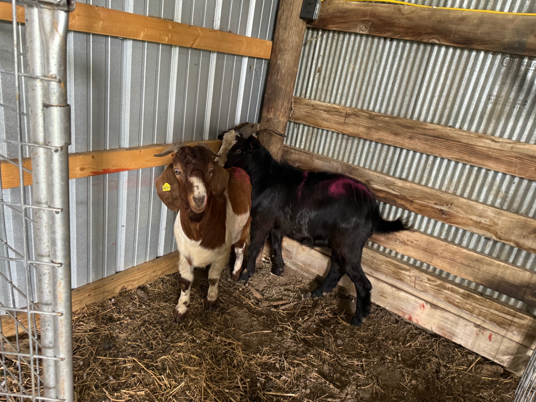 A pair of young goats in the barn