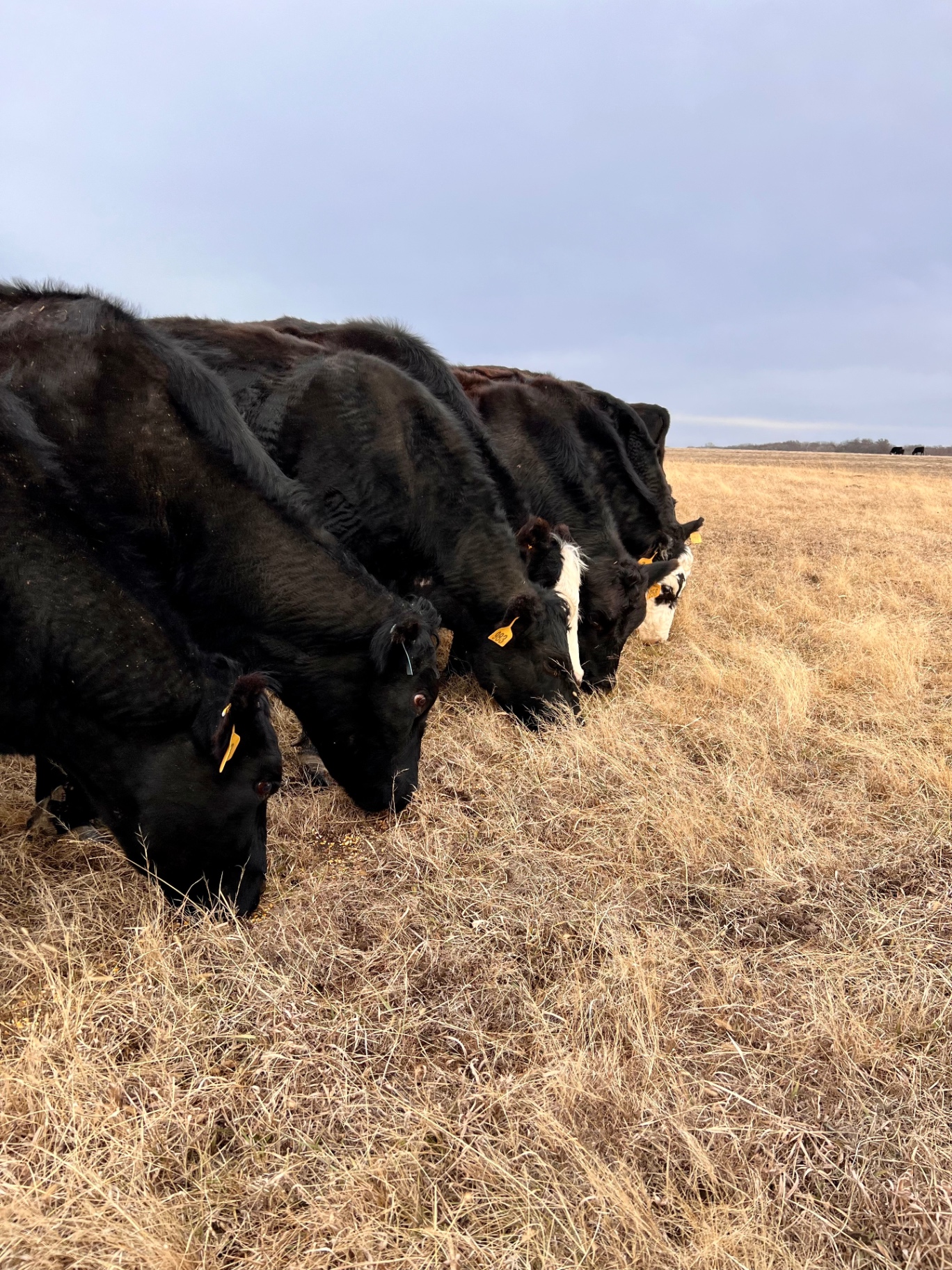Livestock Cows