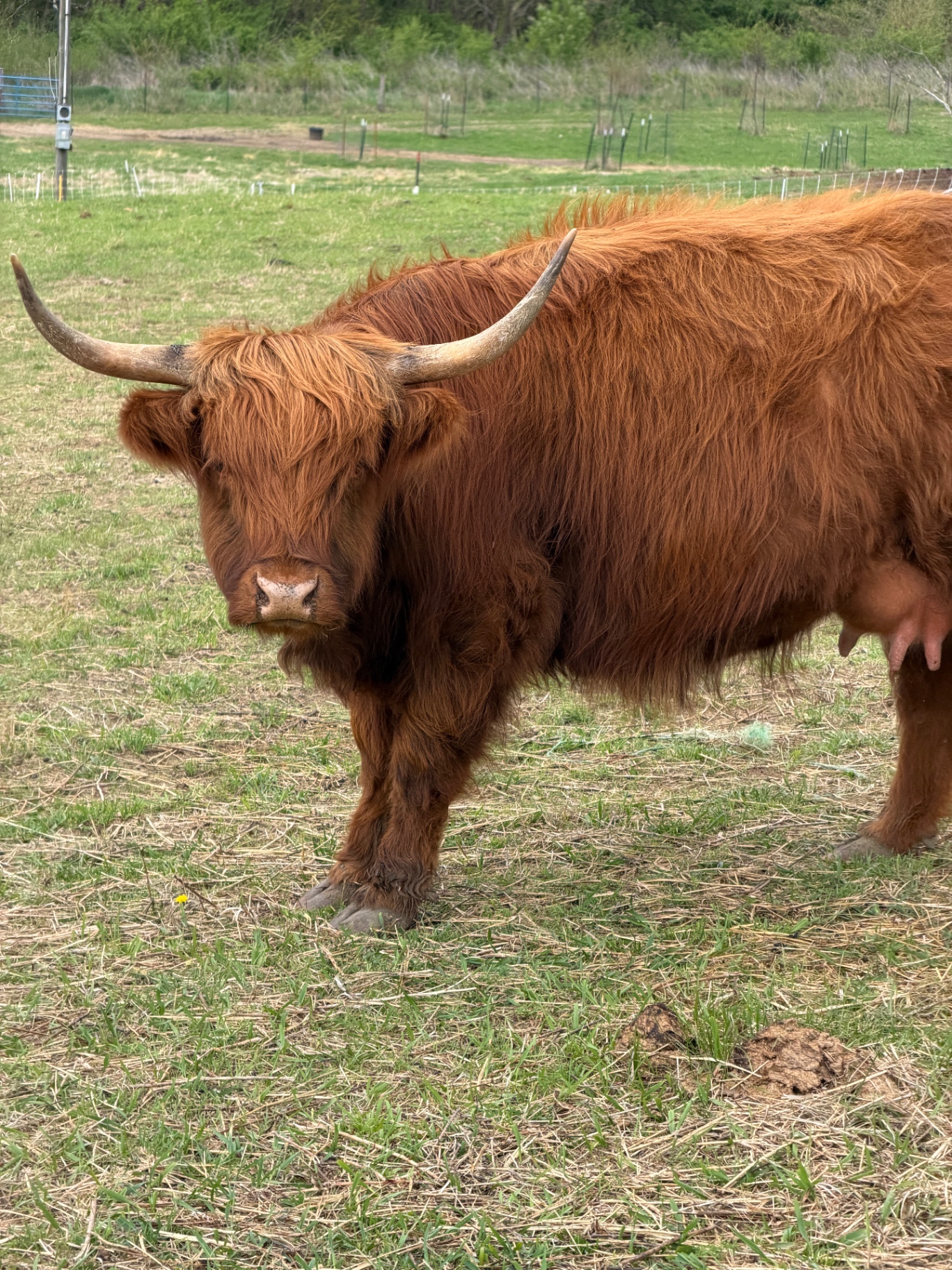 Our Highland up close