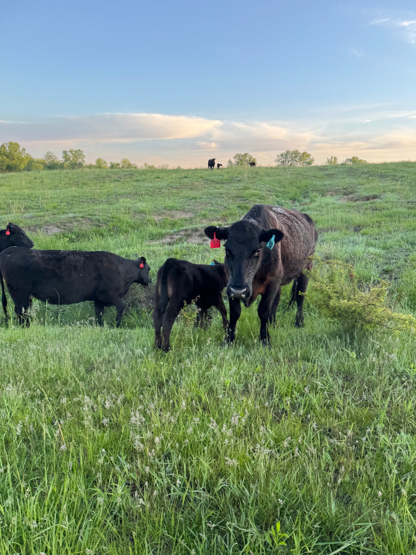 Cow and calf at sunset