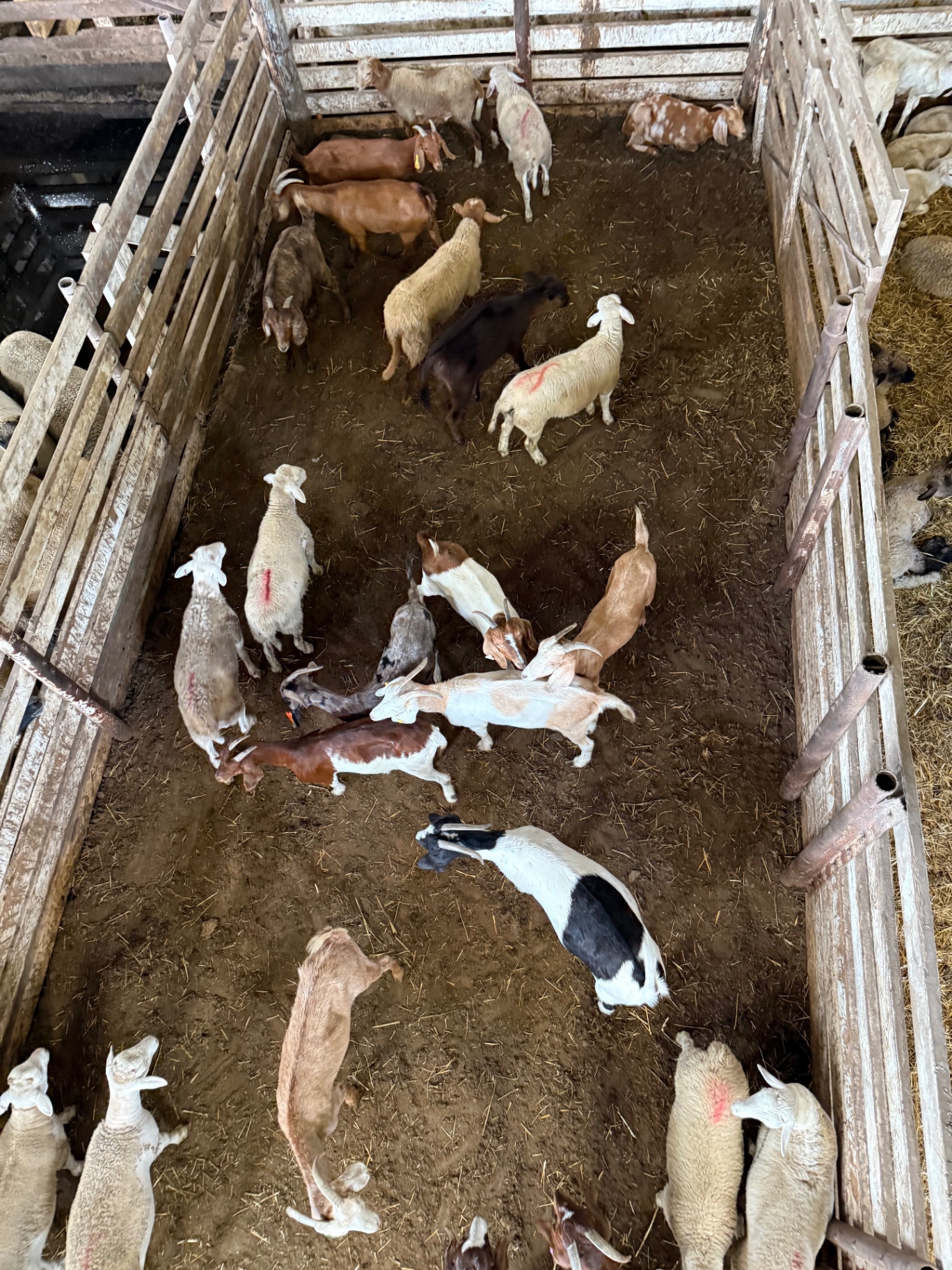 Herd from above in the barn