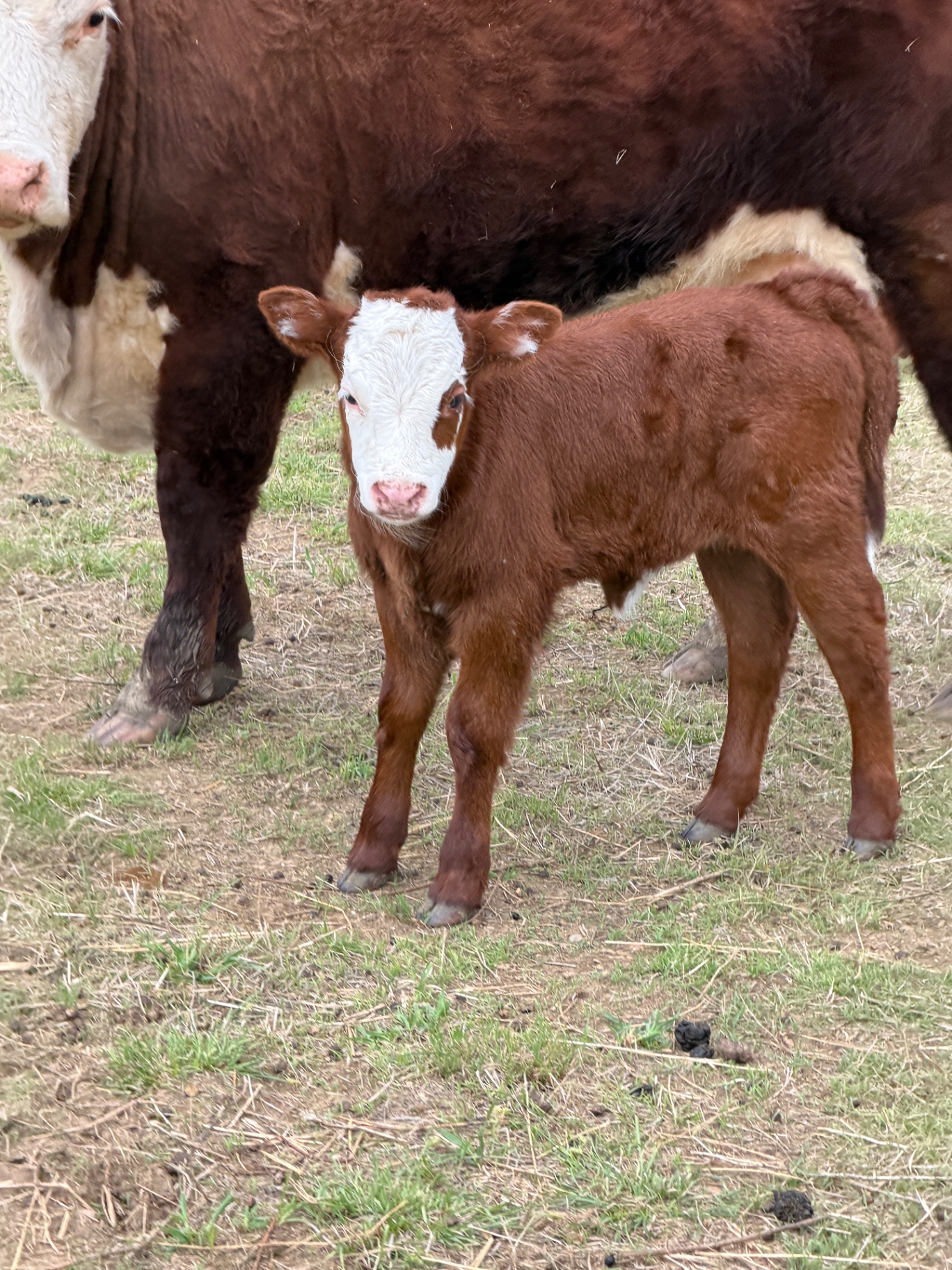 A brand new Hereford calf