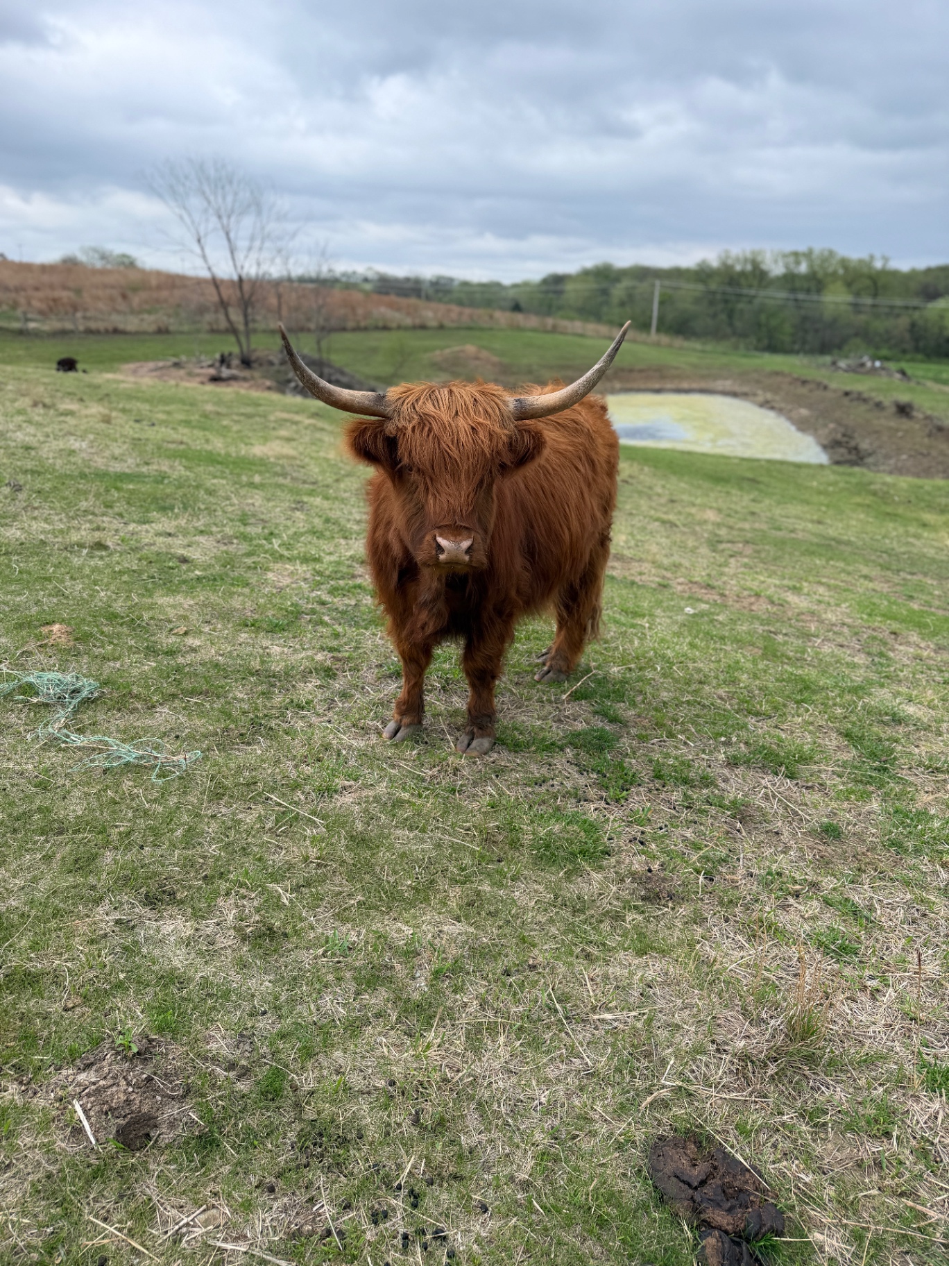Out in the pasture
