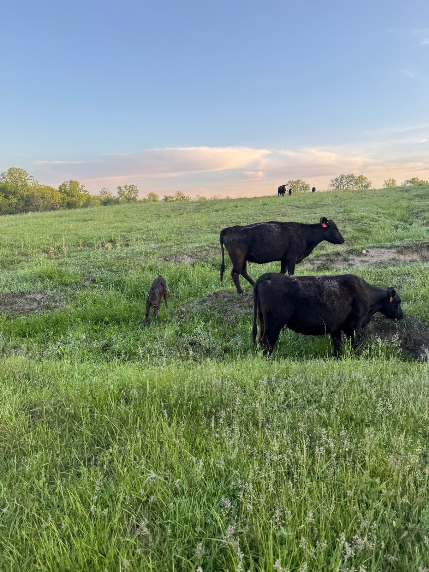 Black cows and calves grazing at sunset