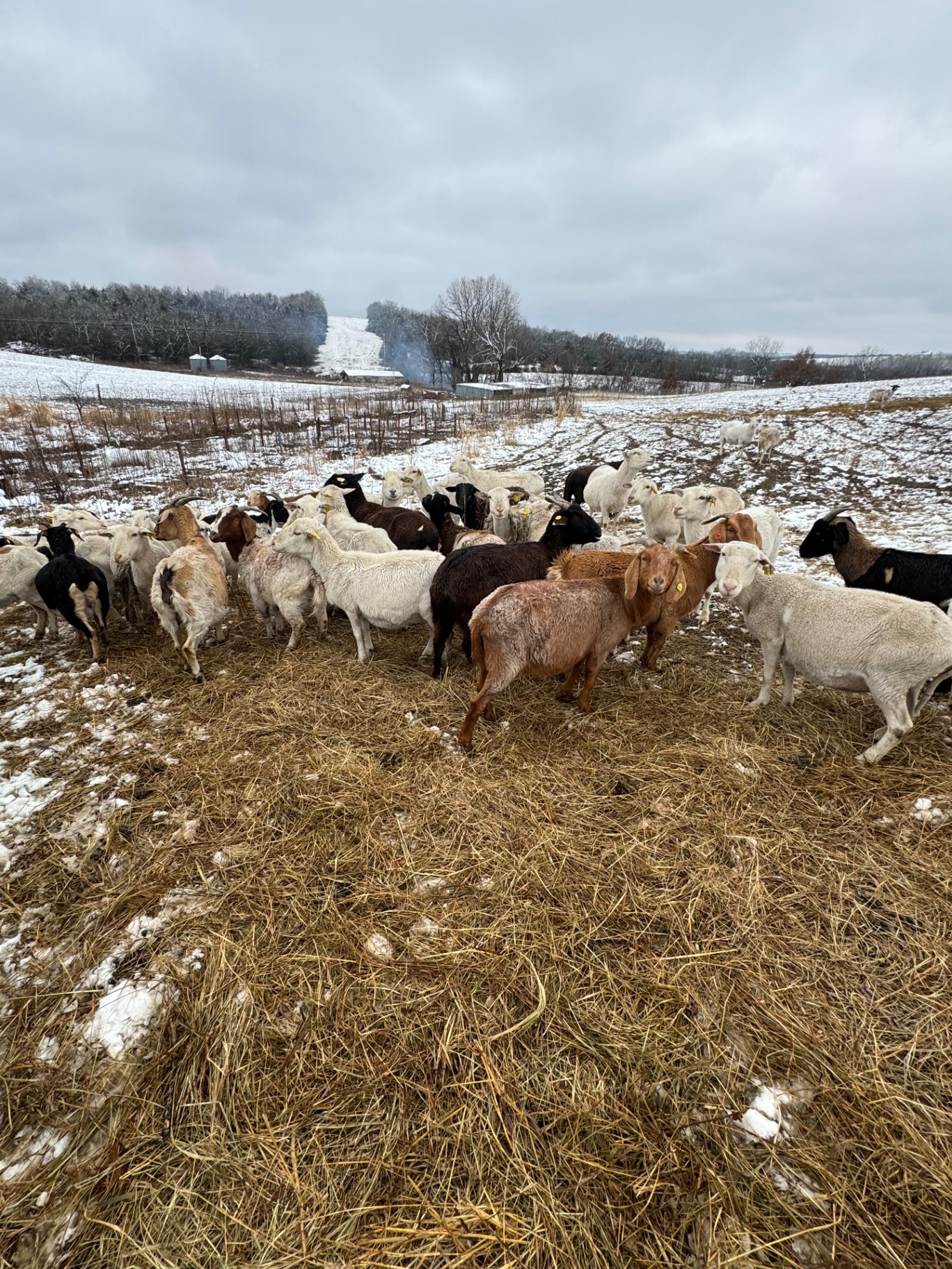 Sheep and goats in a fresh snow