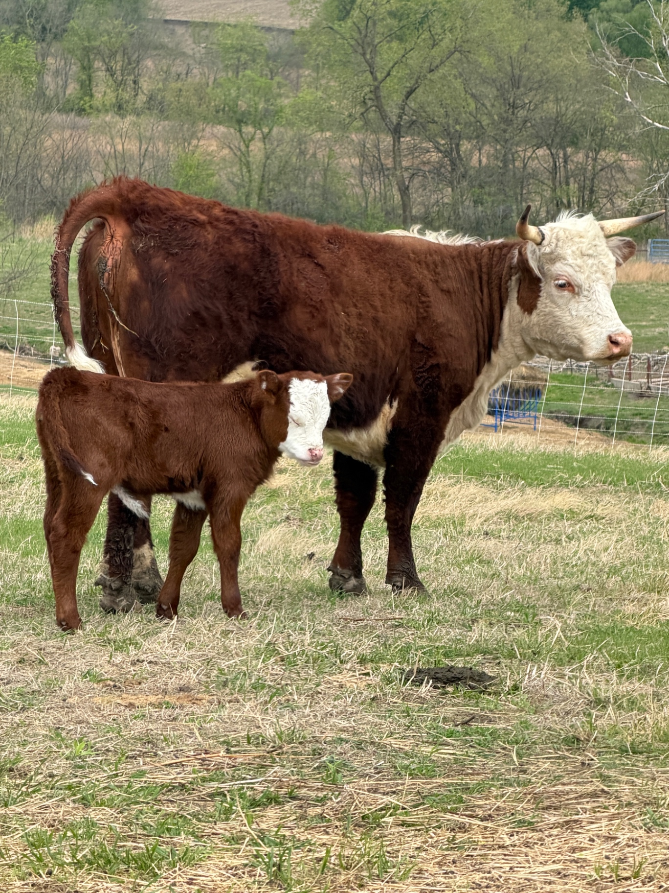 Mama and her calf