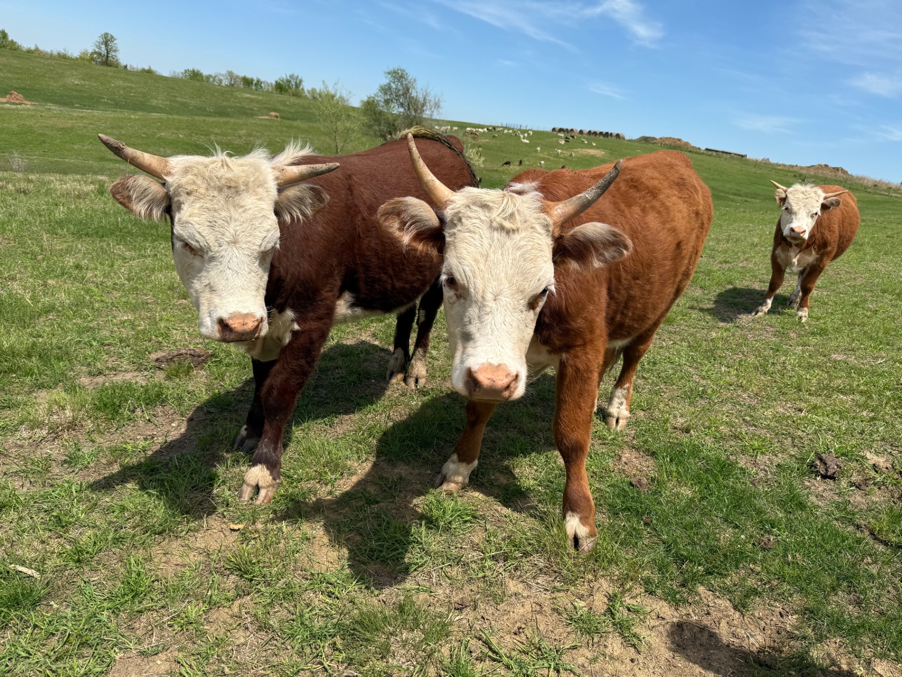 The herd out grazing