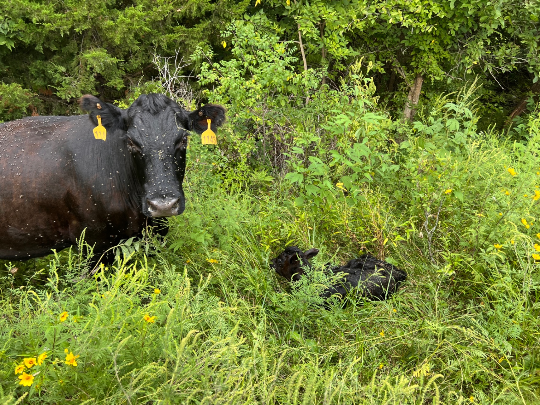 Mama cow watching over her new calf