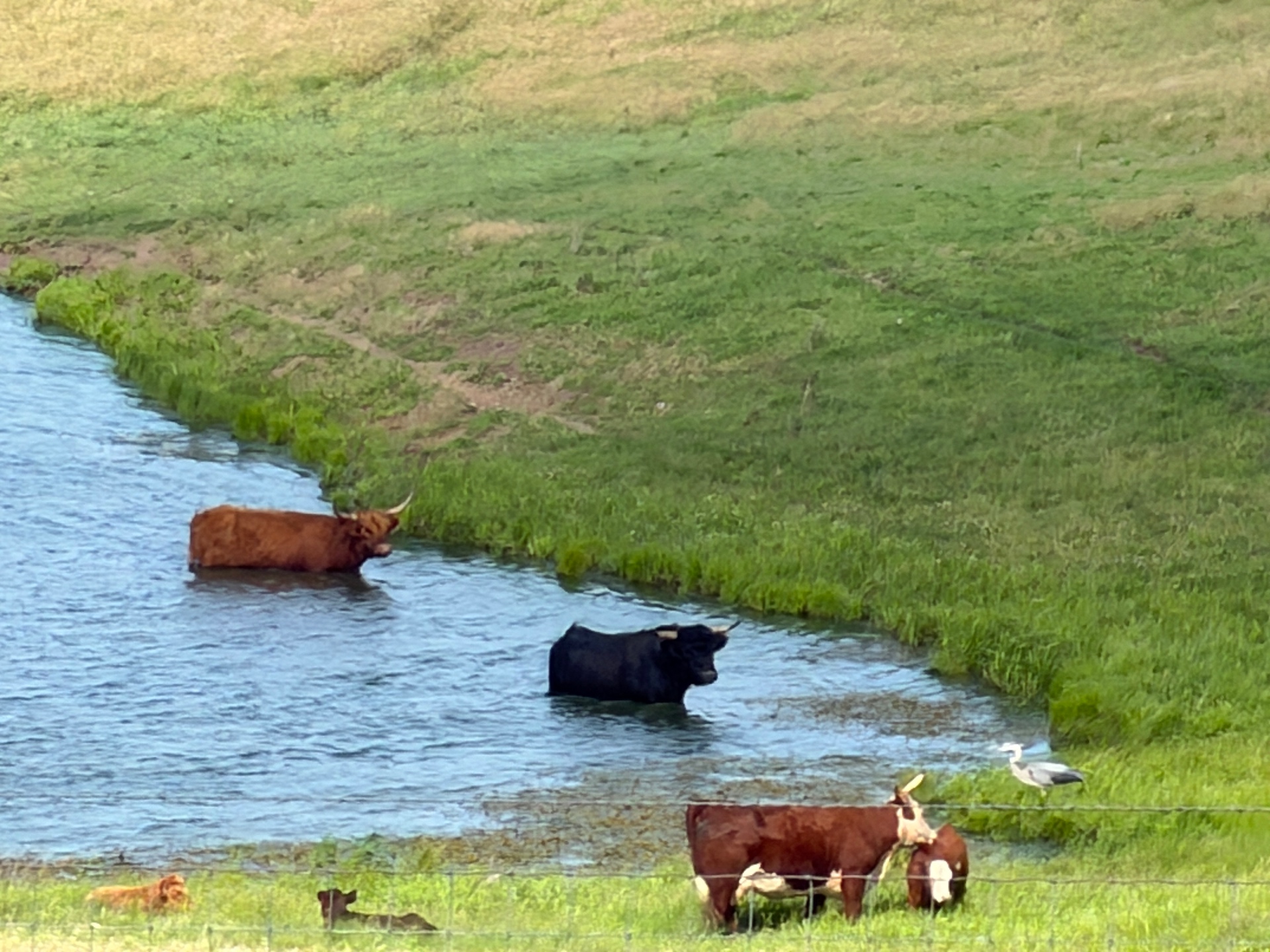 Down by the pond