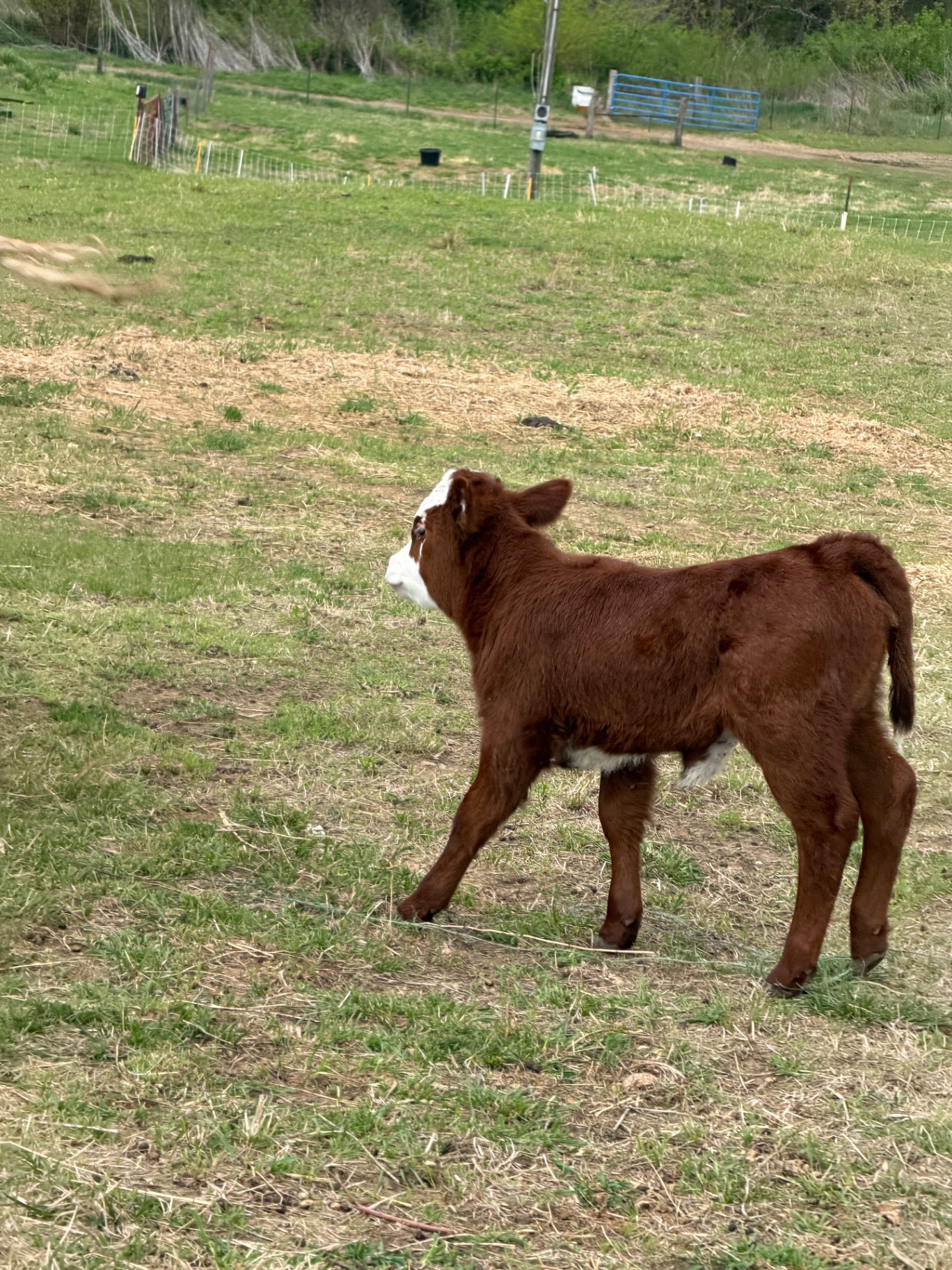 Exploring the pasture