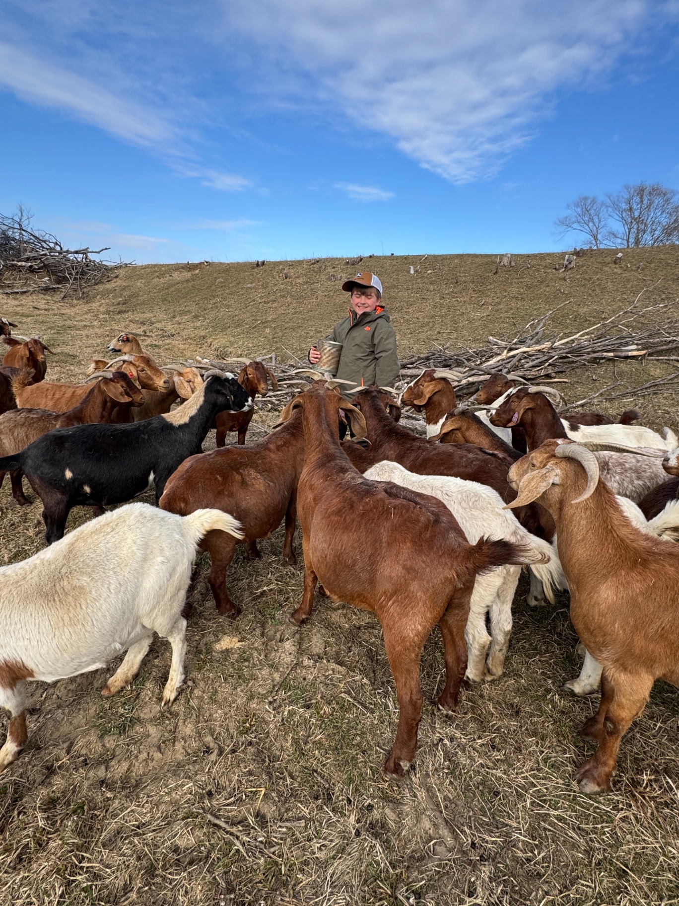Feeding the goats on a sunny day