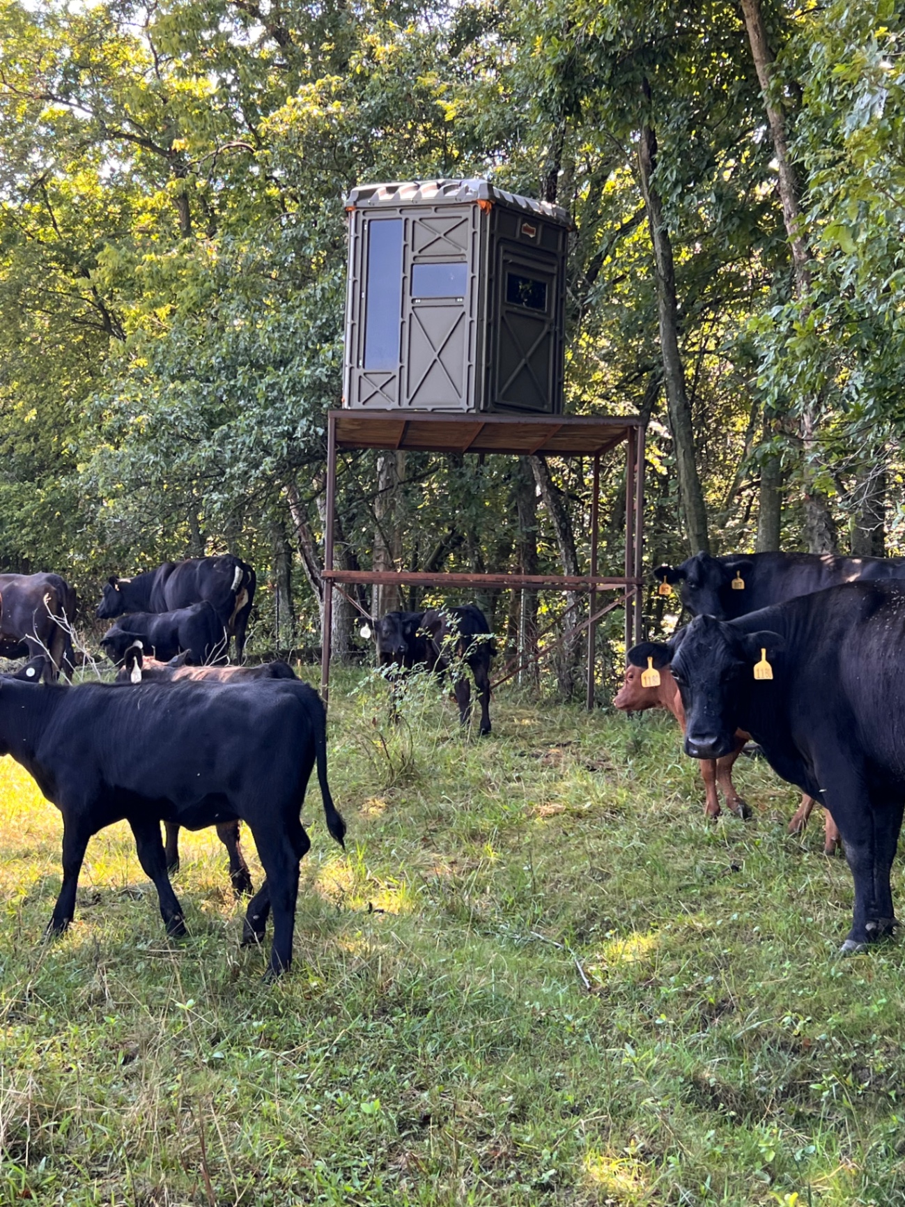 Cow herd gathered near the tree stand