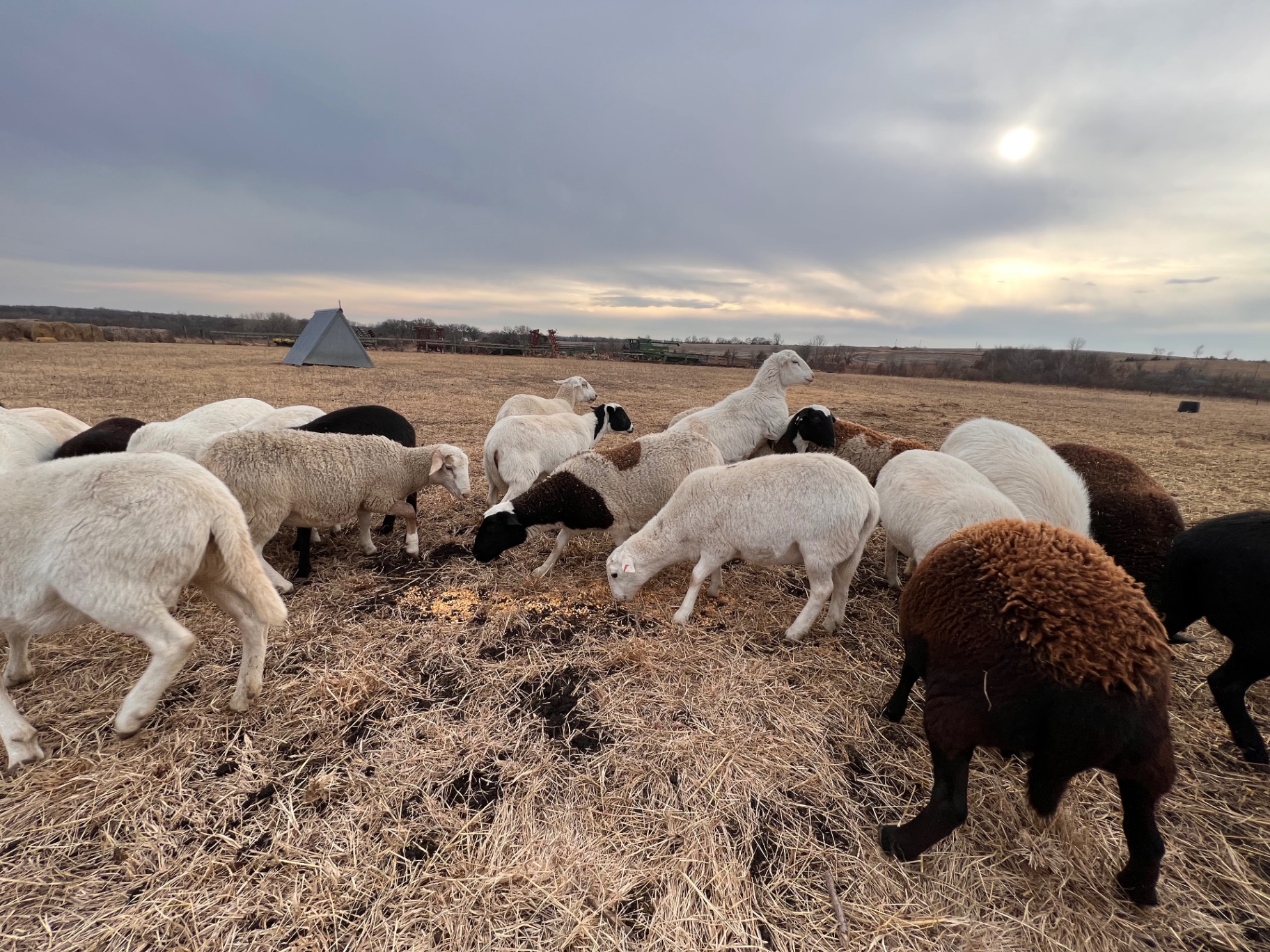 Sheep at sunset on winter pasture