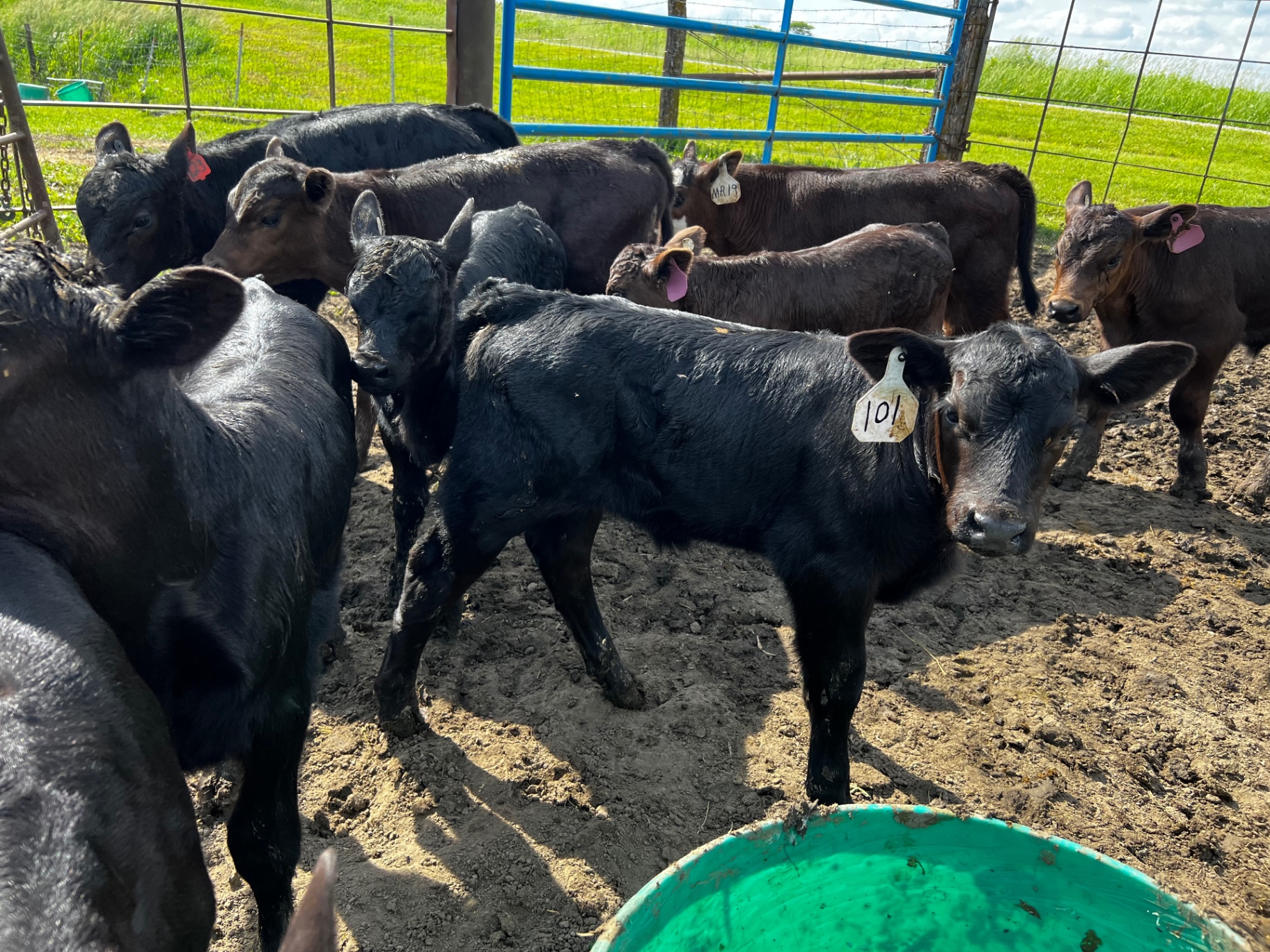 A group of calves gathered in the pen
