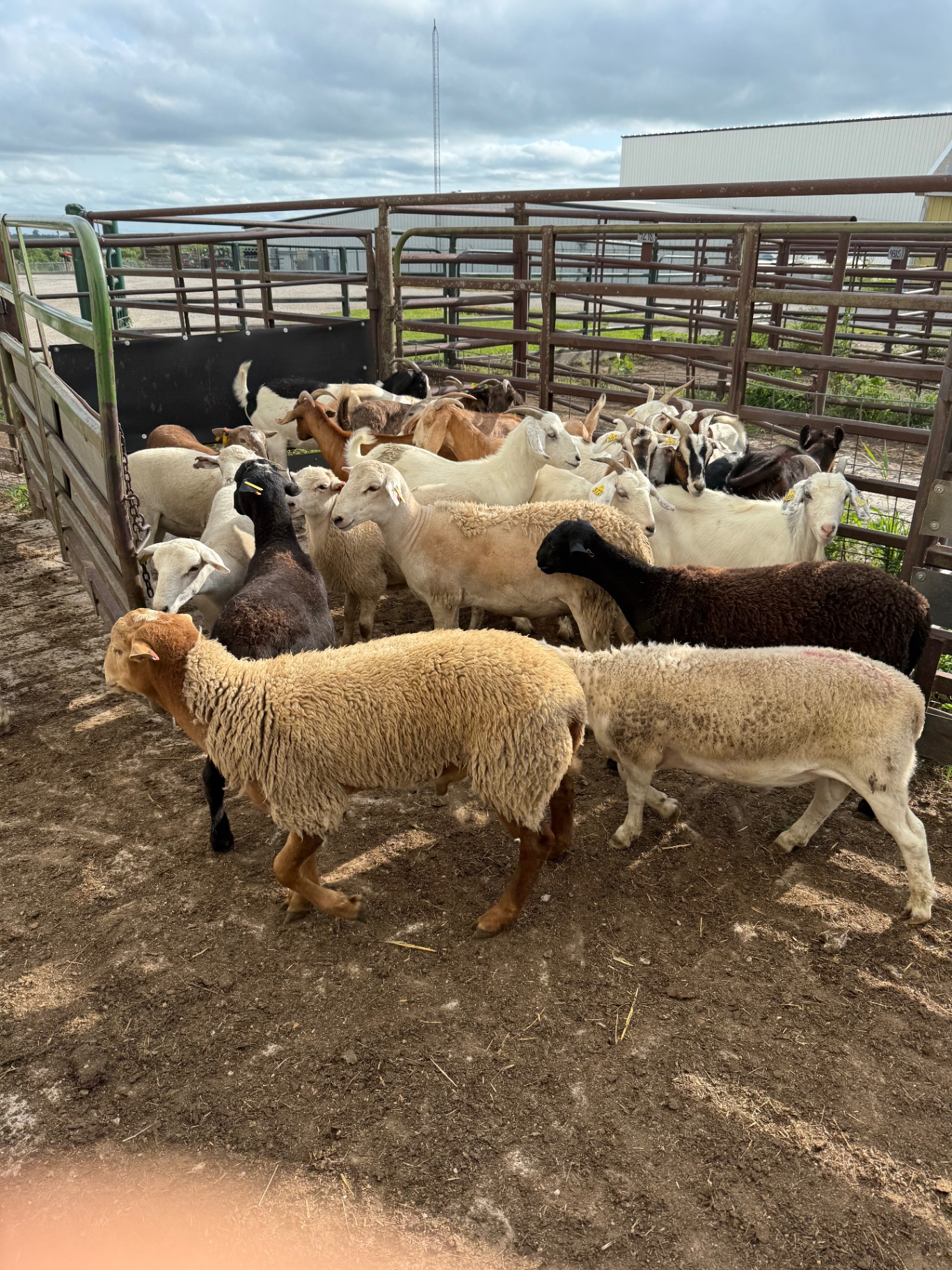 Goats and sheep in the pen