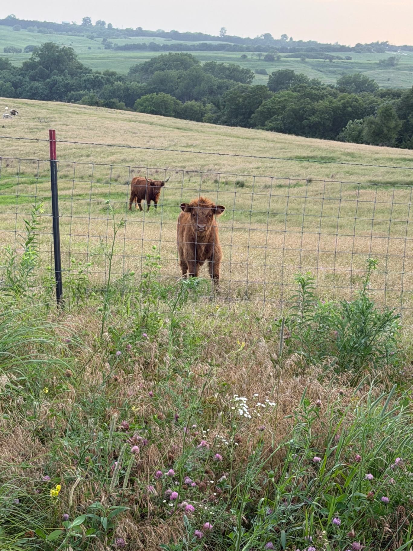 A day on the ranch