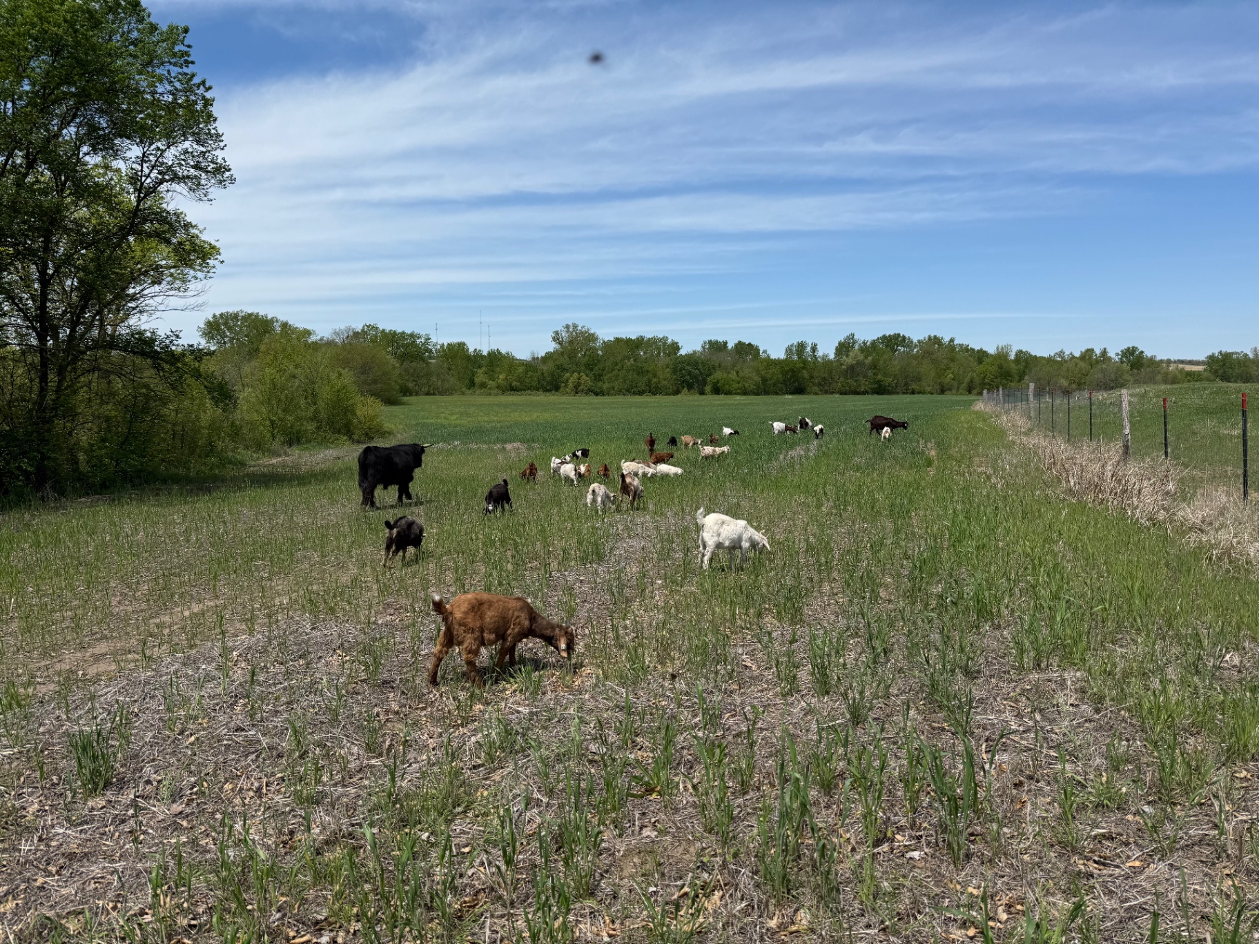 Goats grazing with a Highland cow
