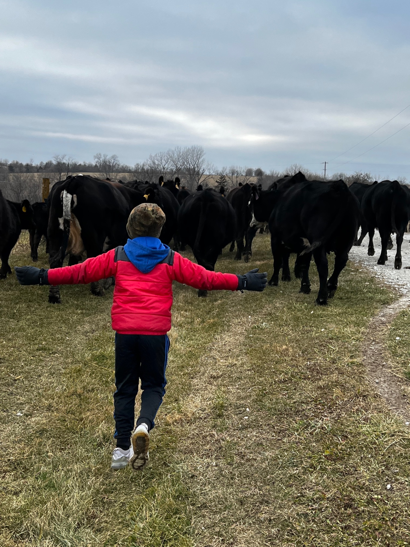 Child walking toward the cattle herd in winter