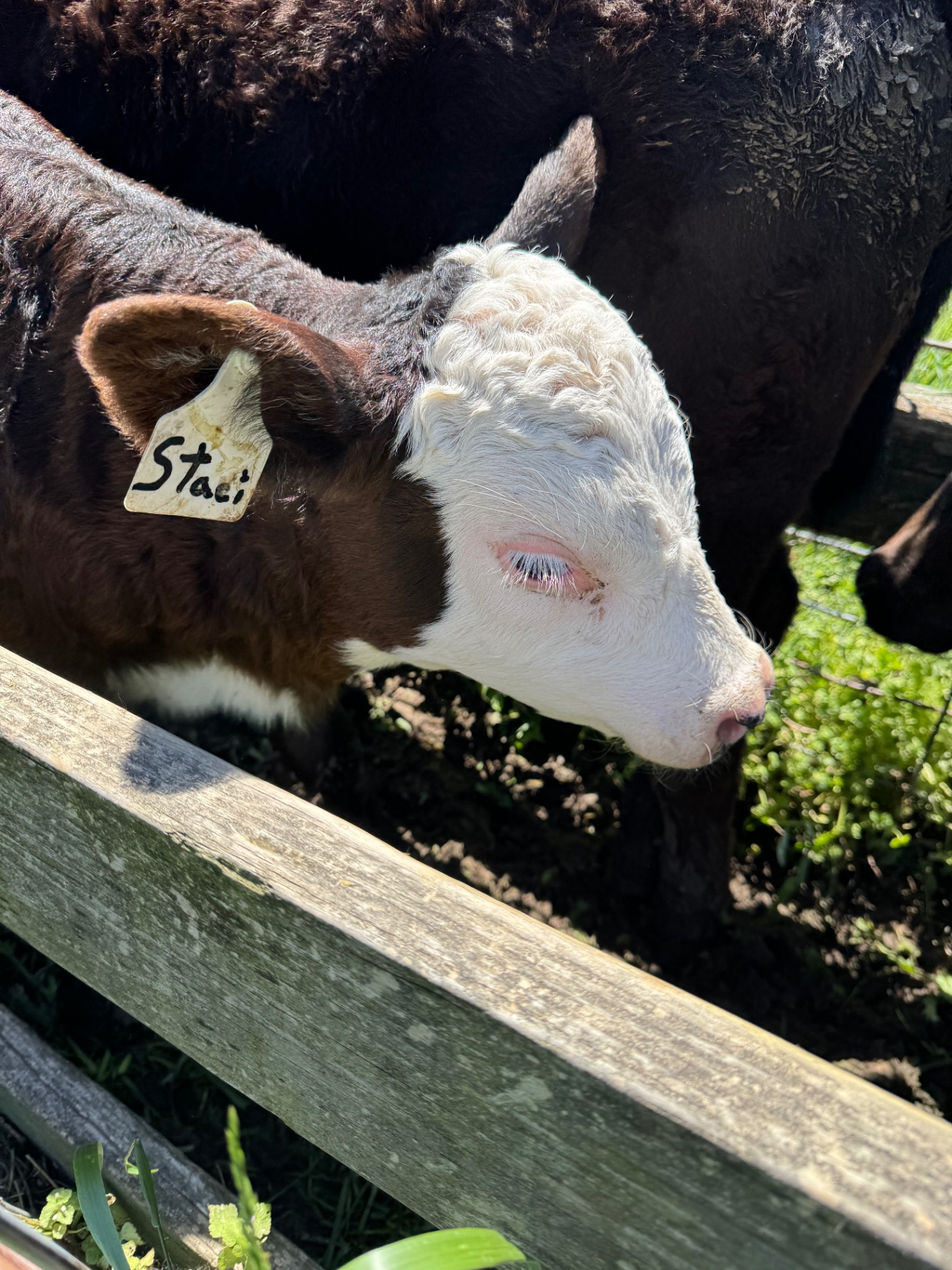 Close-up of a young Hereford calf at the fence