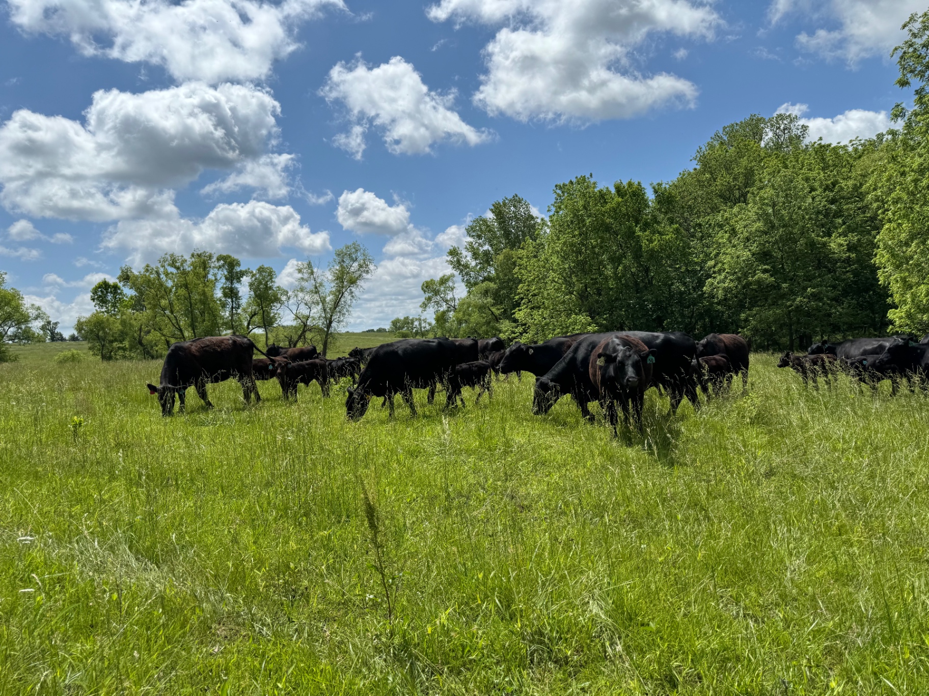 The herd grazing in a lush summer pasture