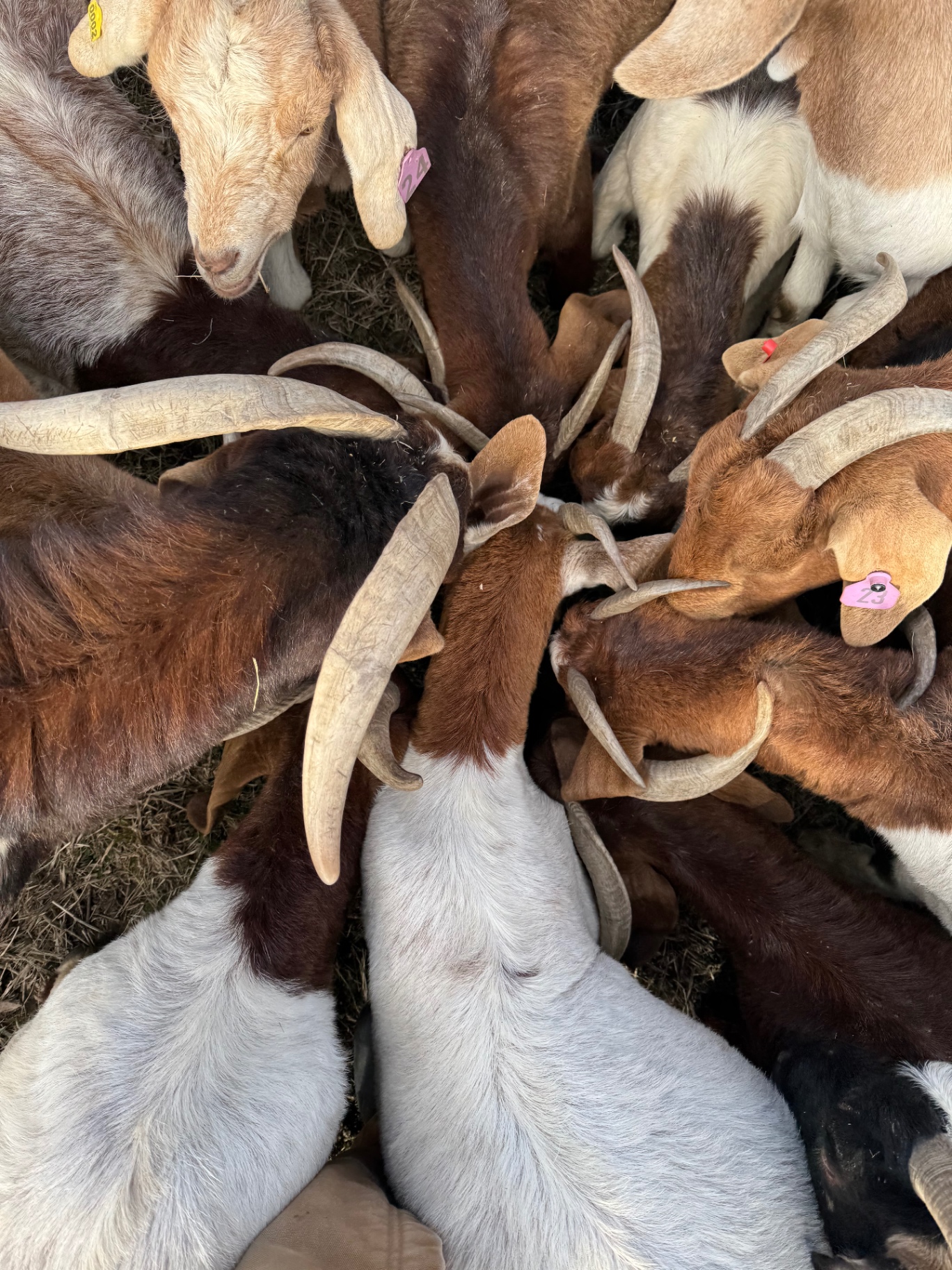 A circle of horns at feeding time