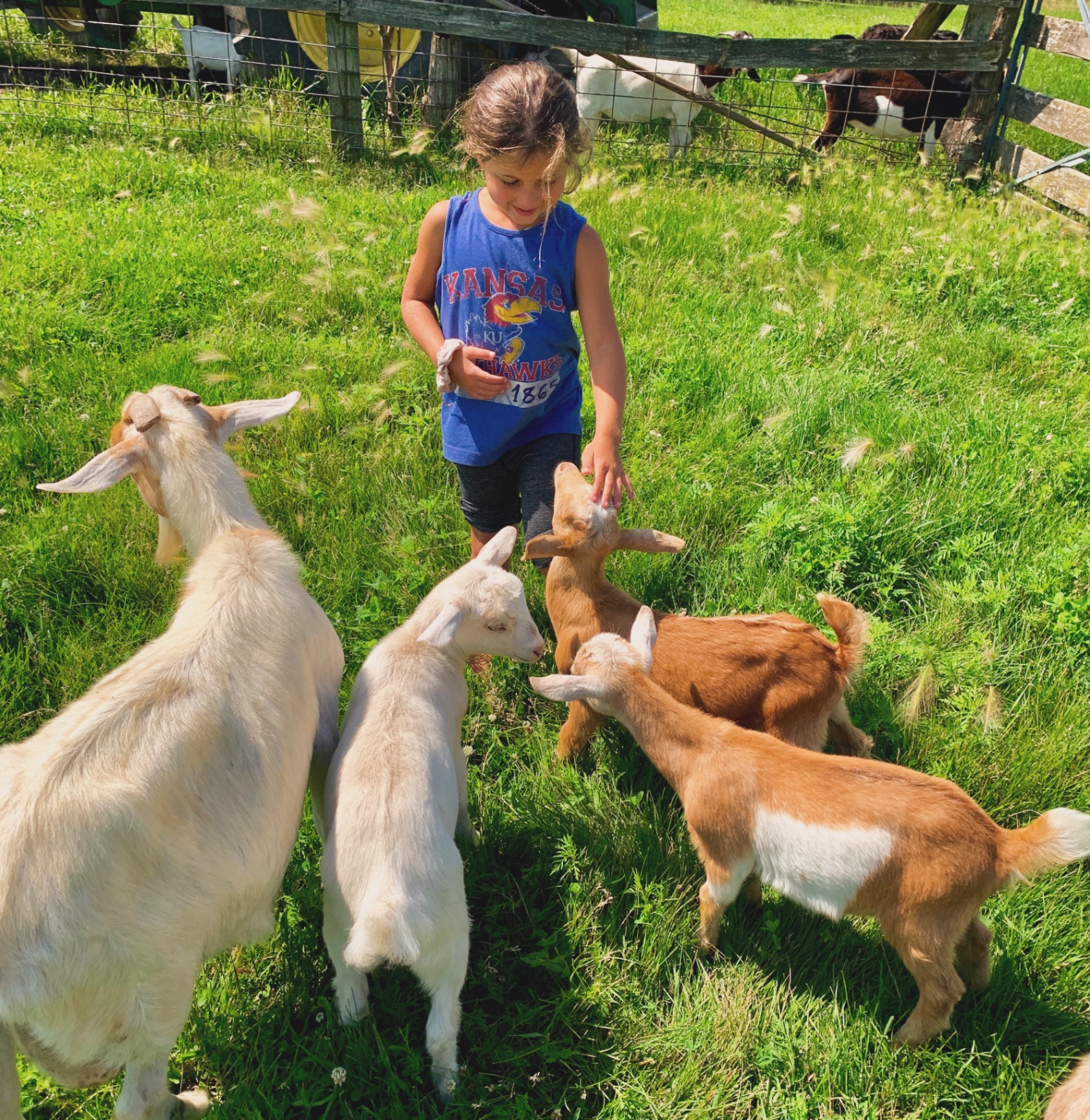 Meeting the baby goats in the pasture