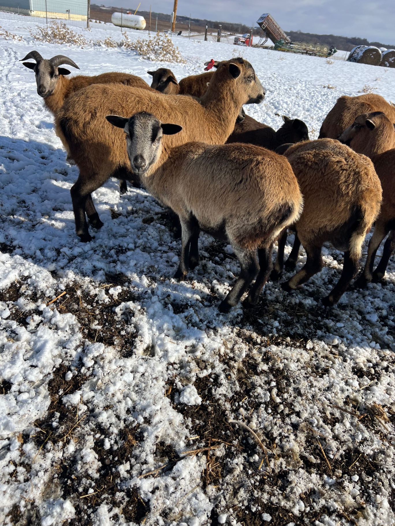 Sheep in the winter snow