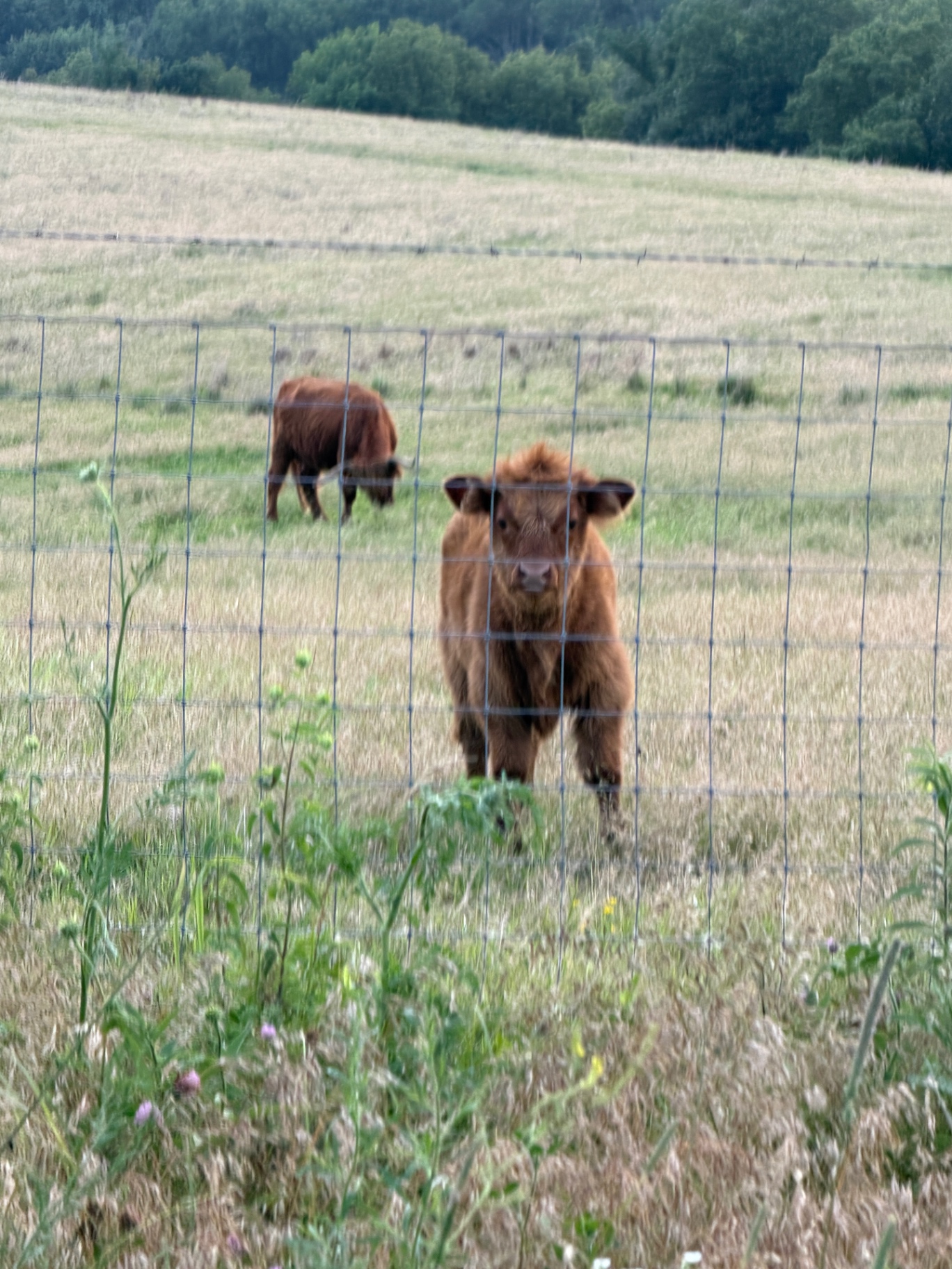 Grazing in the green