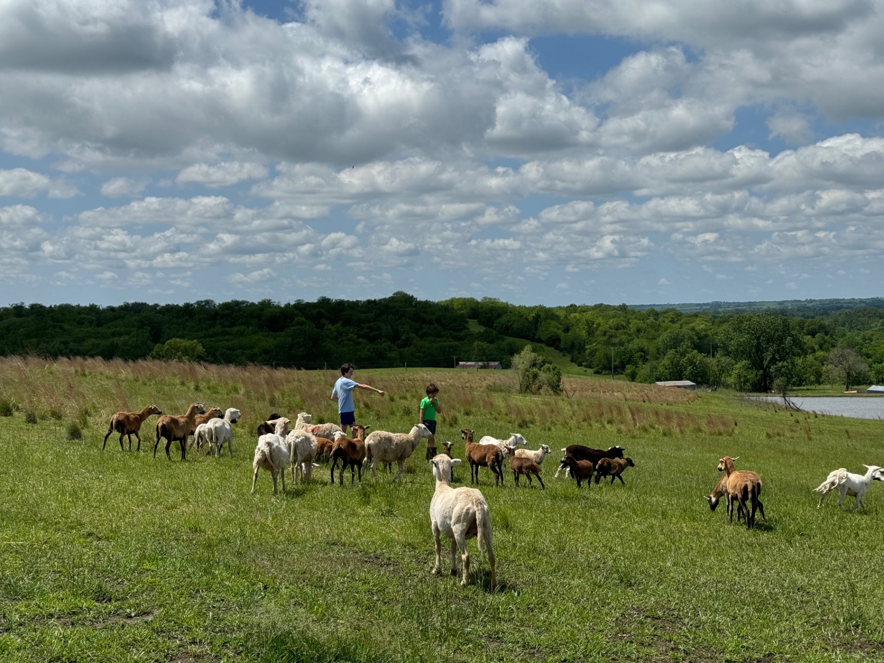 Goats & Sheep
