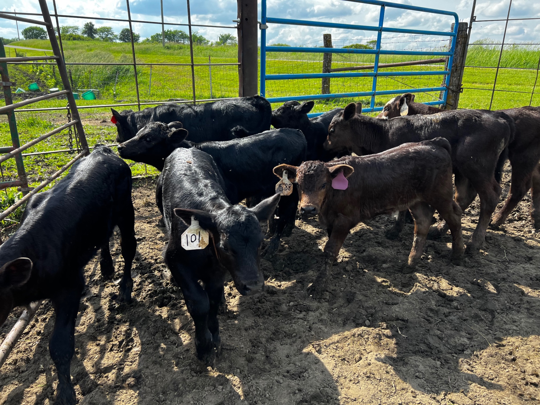 A group of calves in the pen