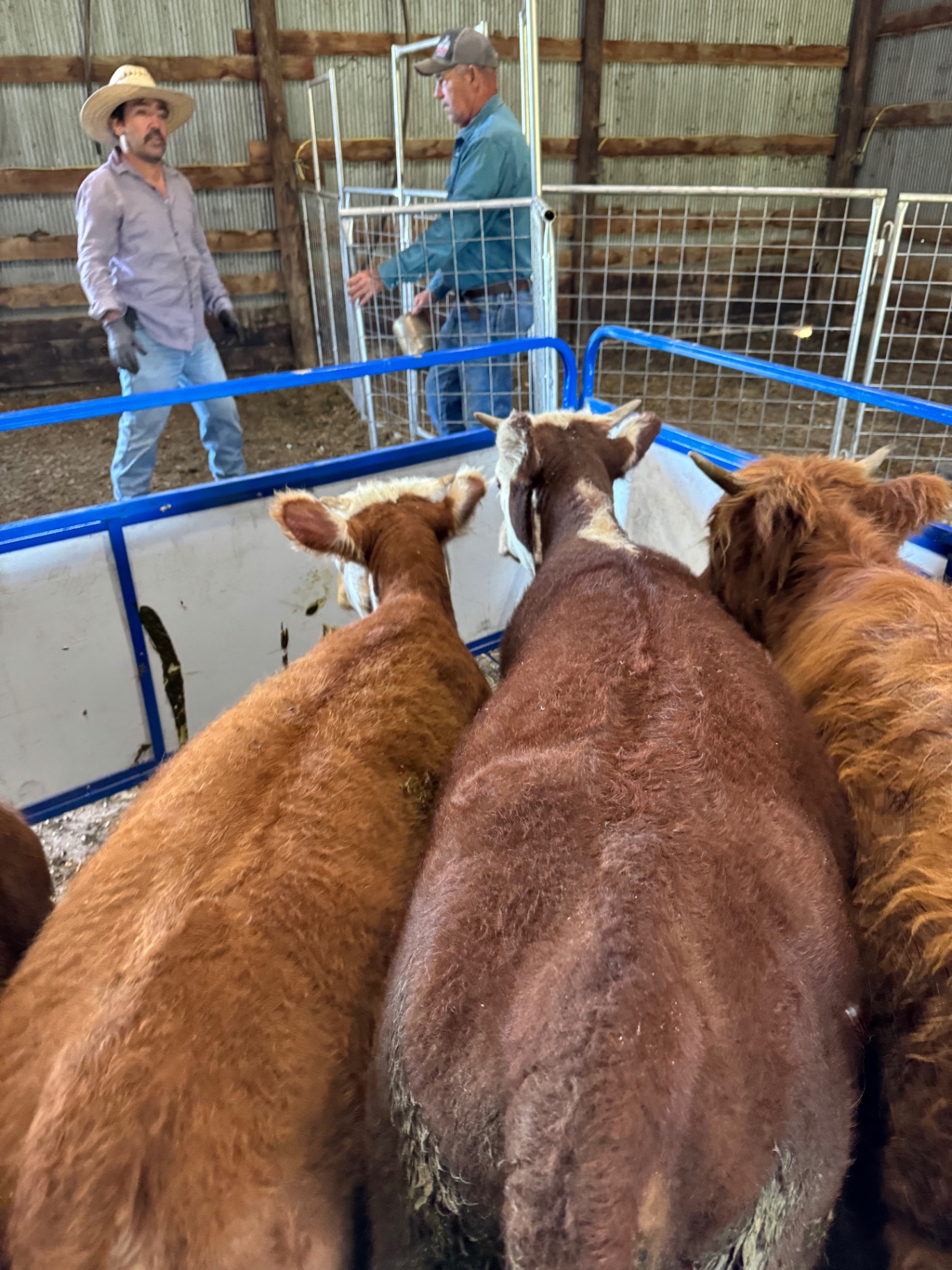 Miniature cattle at the sale barn